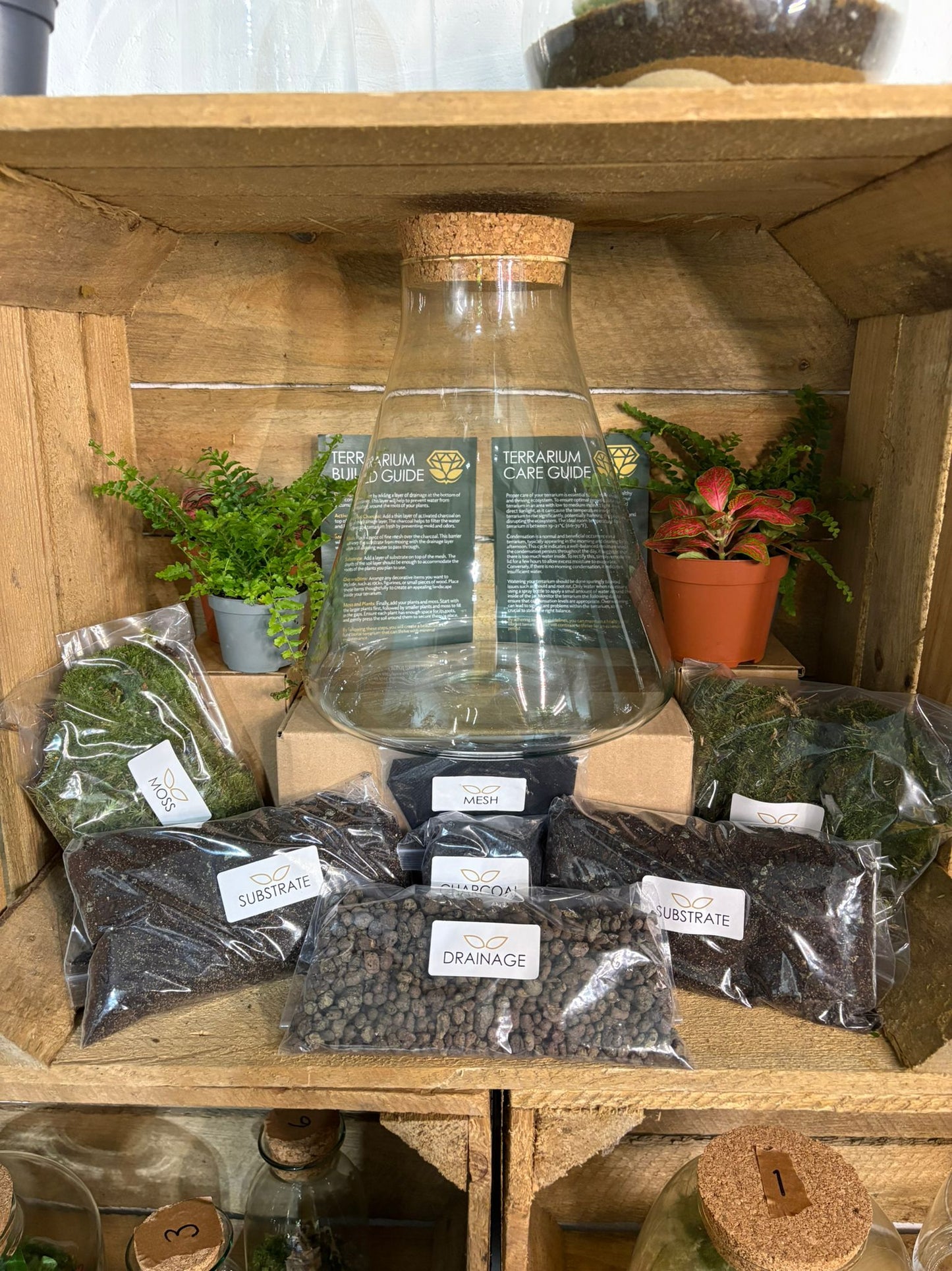 DIY Terrarium Kit - 'Verity'
