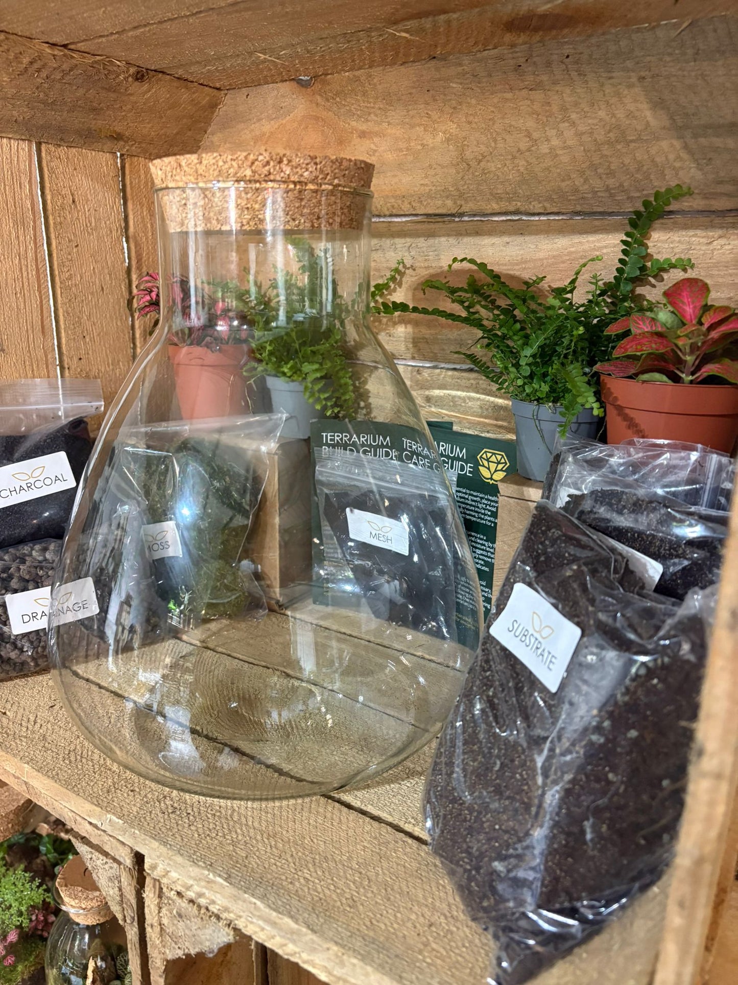 DIY Terrarium Kit - 'Bruce'