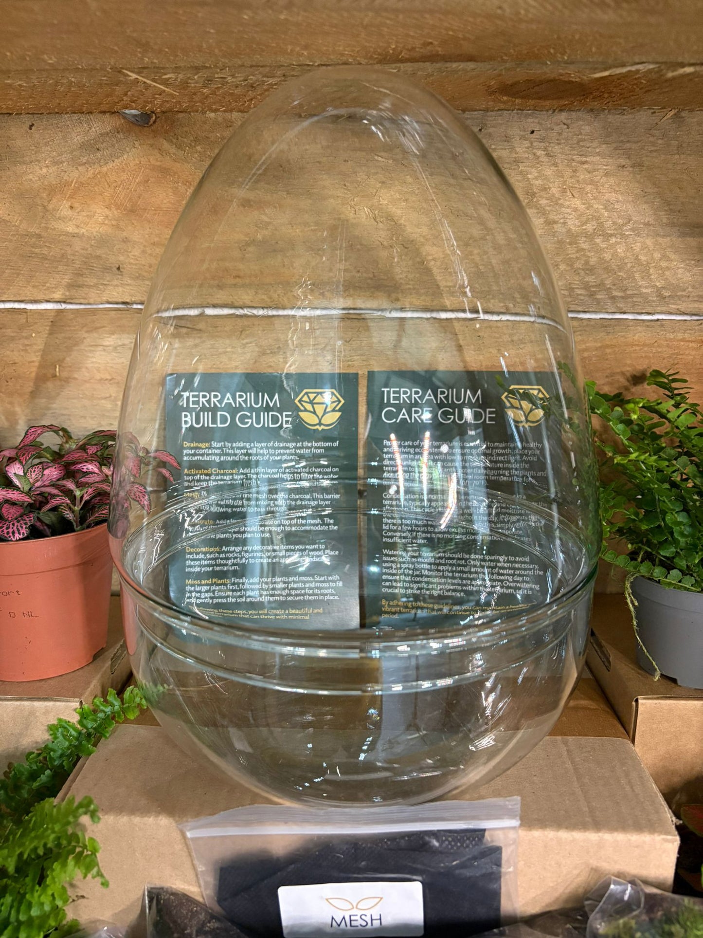 DIY Terrarium Kit - 'Edmond'