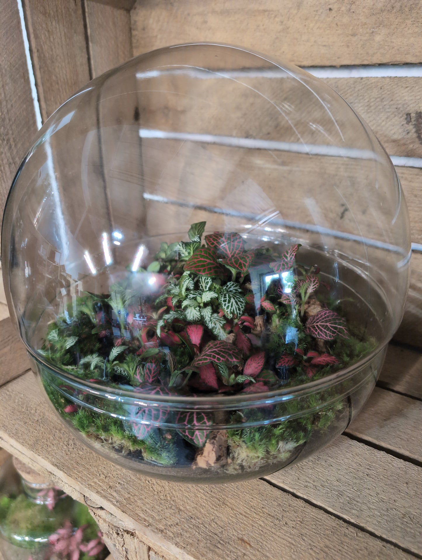 Ready-made Terrarium - 'Kevin'