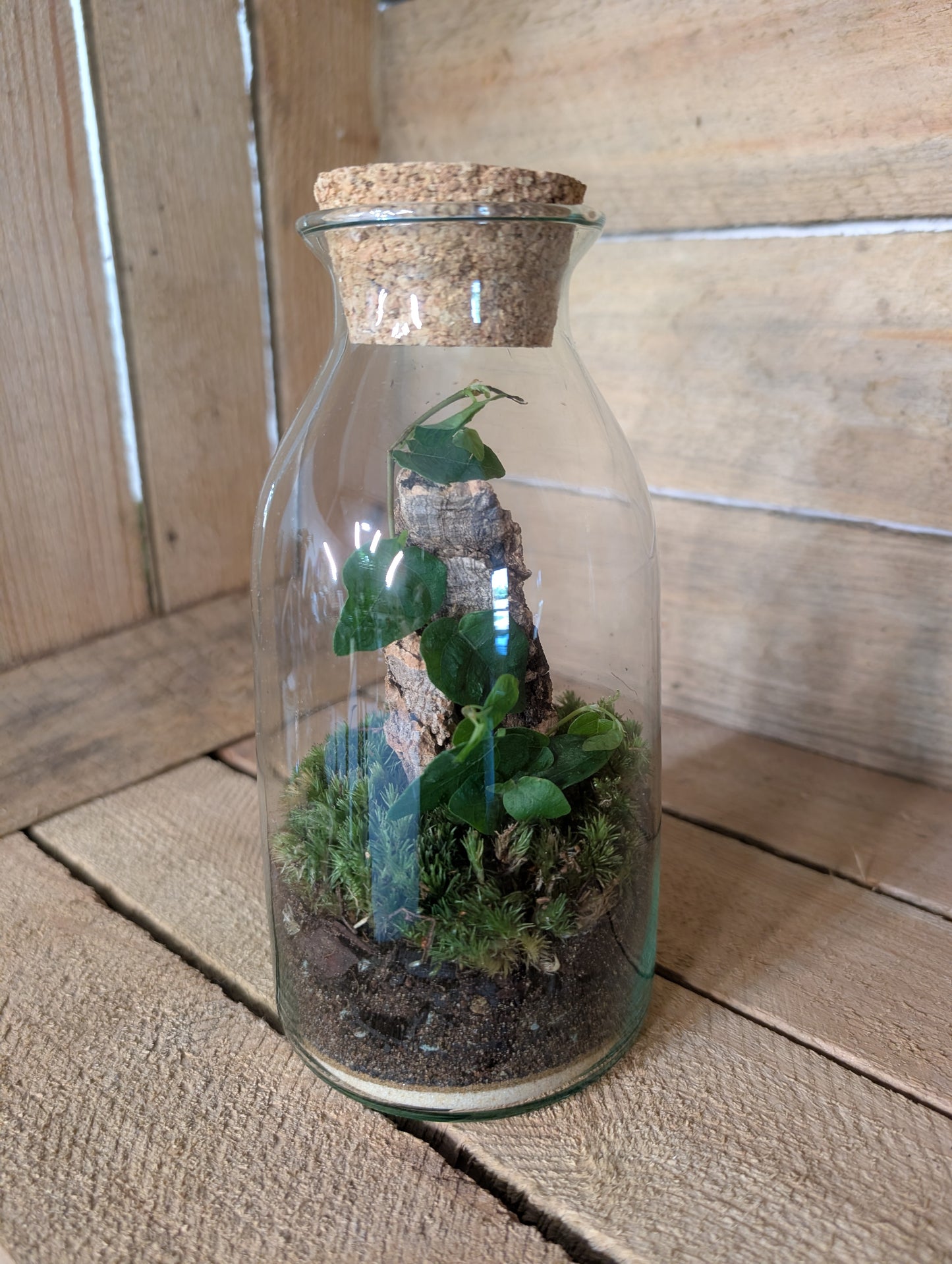 Ready-made Terrarium - 'Aaron'
