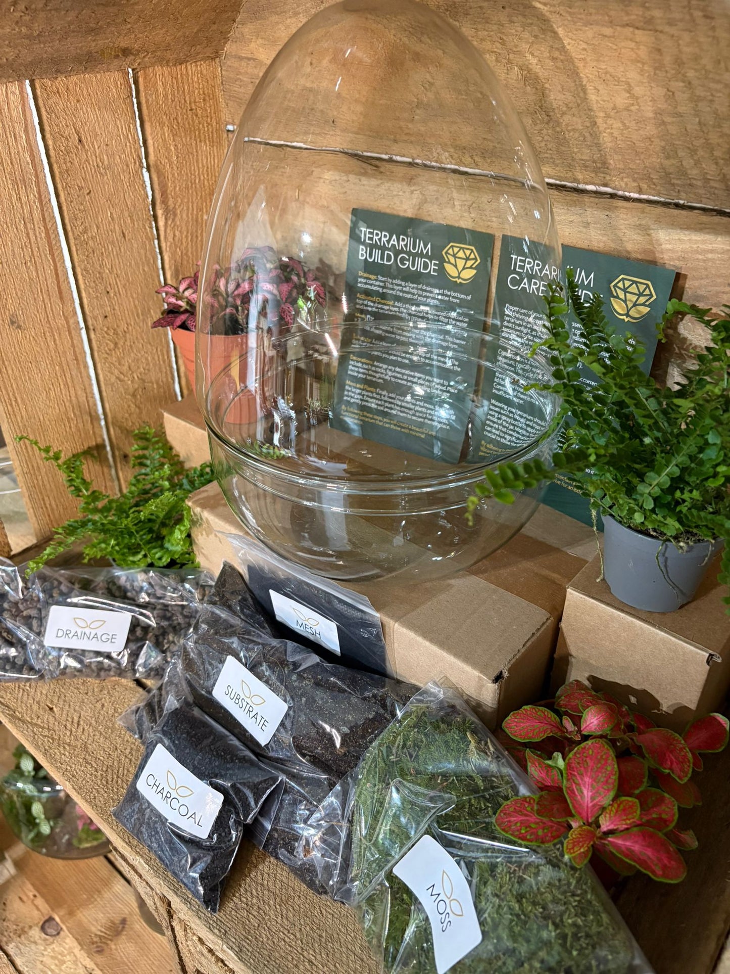 DIY Terrarium Kit - 'Edmond'