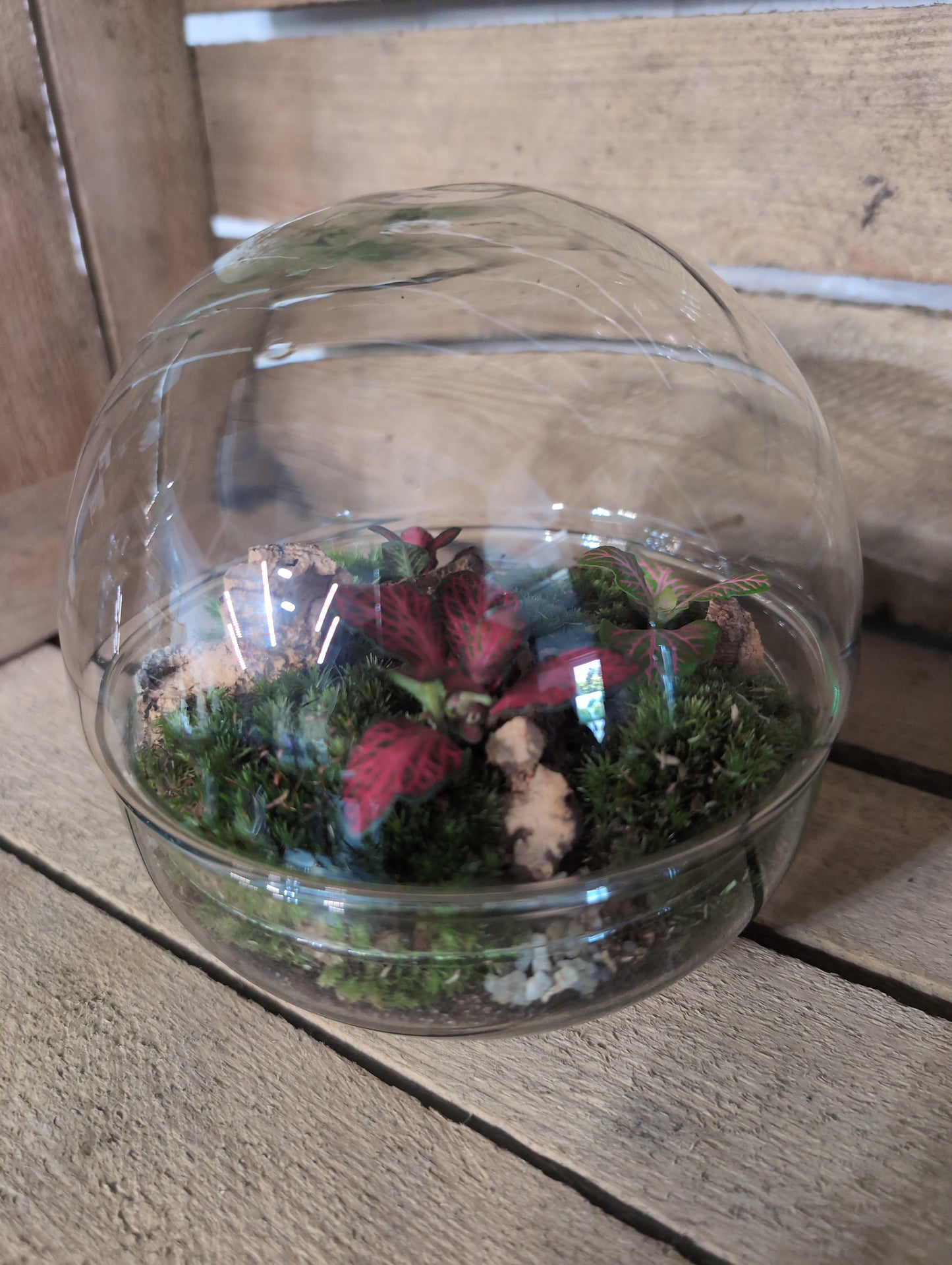 Ready-made Terrarium - 'Keira'