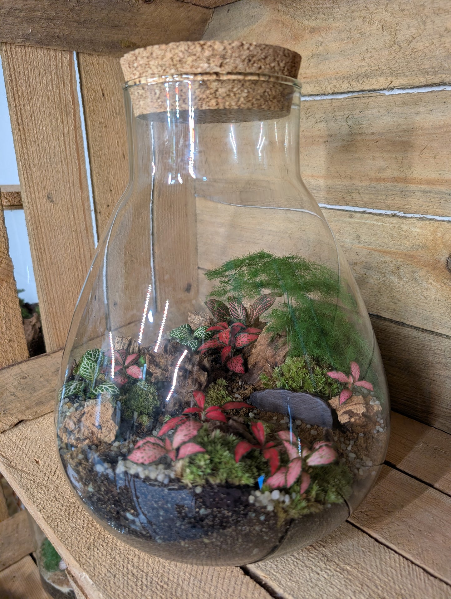 Ready-made Terrarium - 'Bruce'