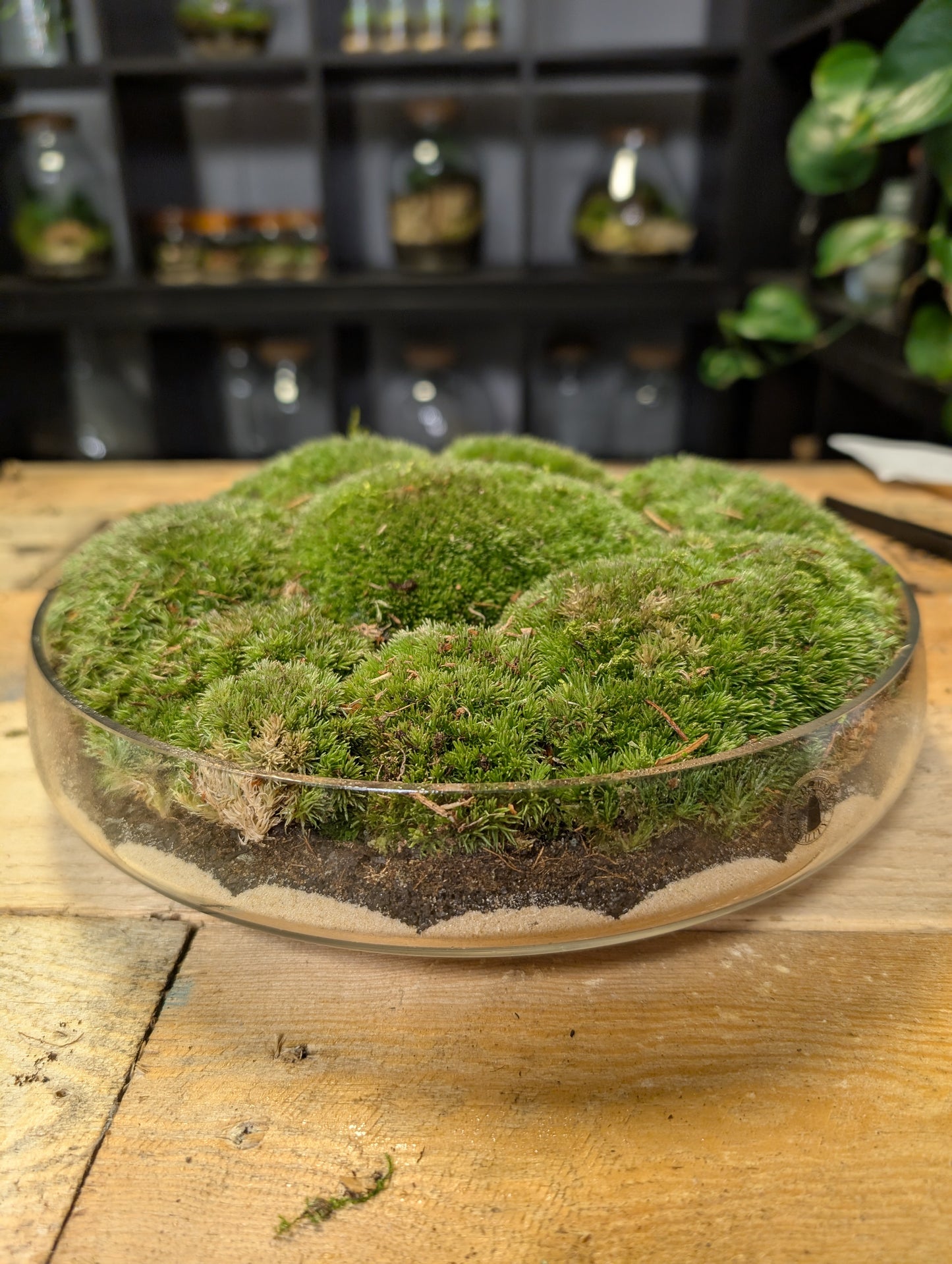 Ready-made Moss Bowl - 'Matthew'