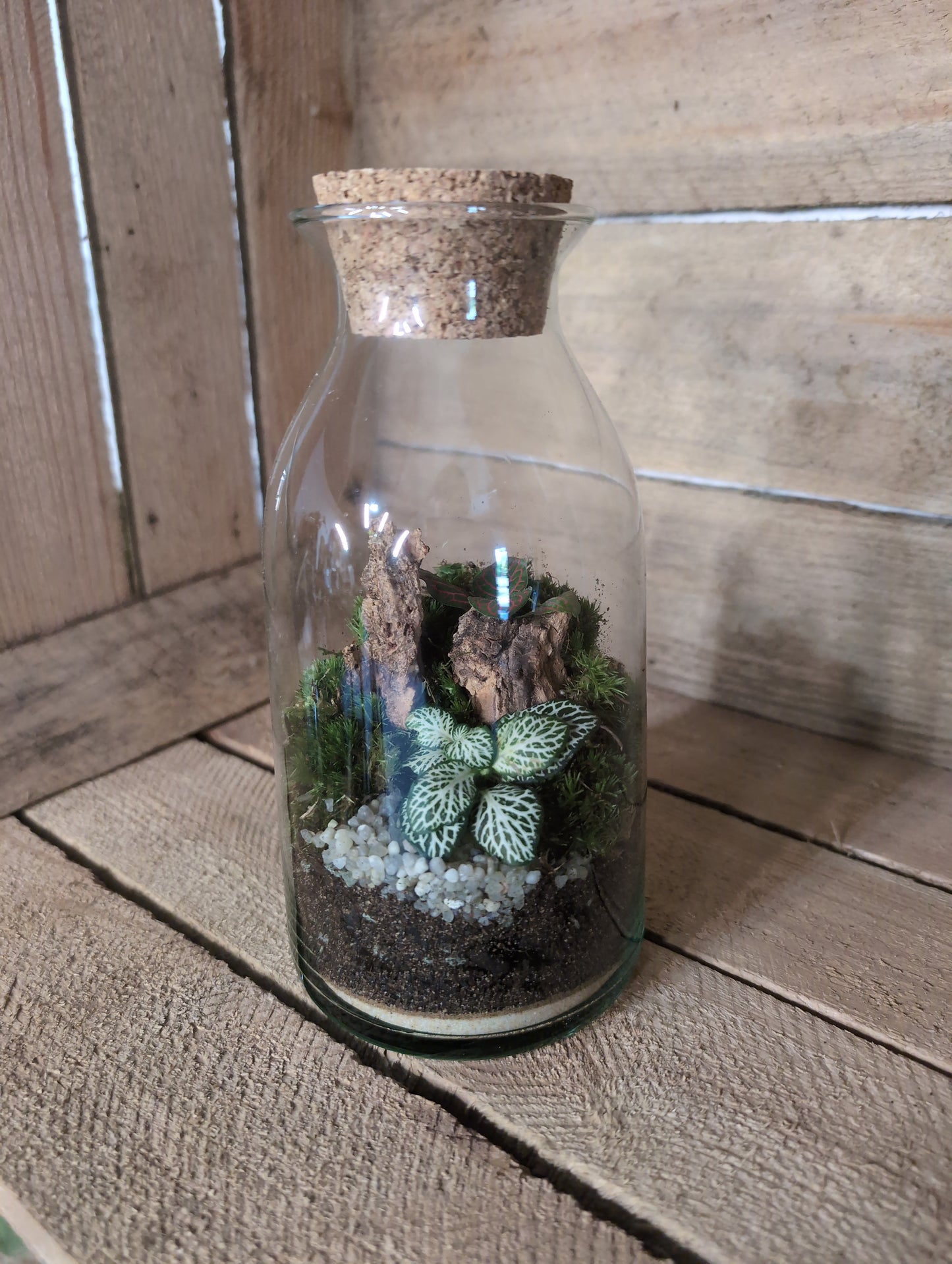 Ready-made Terrarium - 'Aaron'