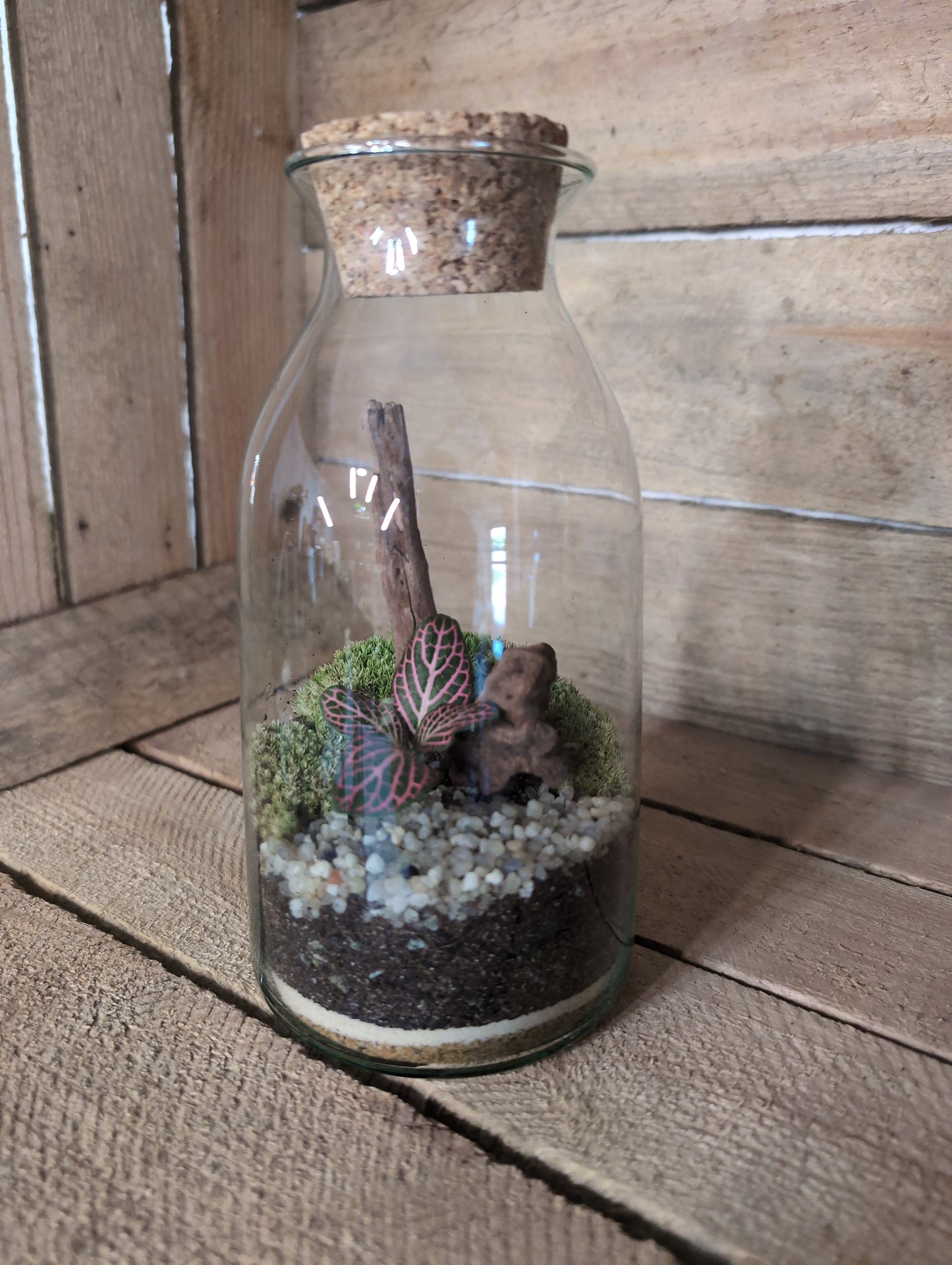 Ready-made Terrarium - 'Aaron'