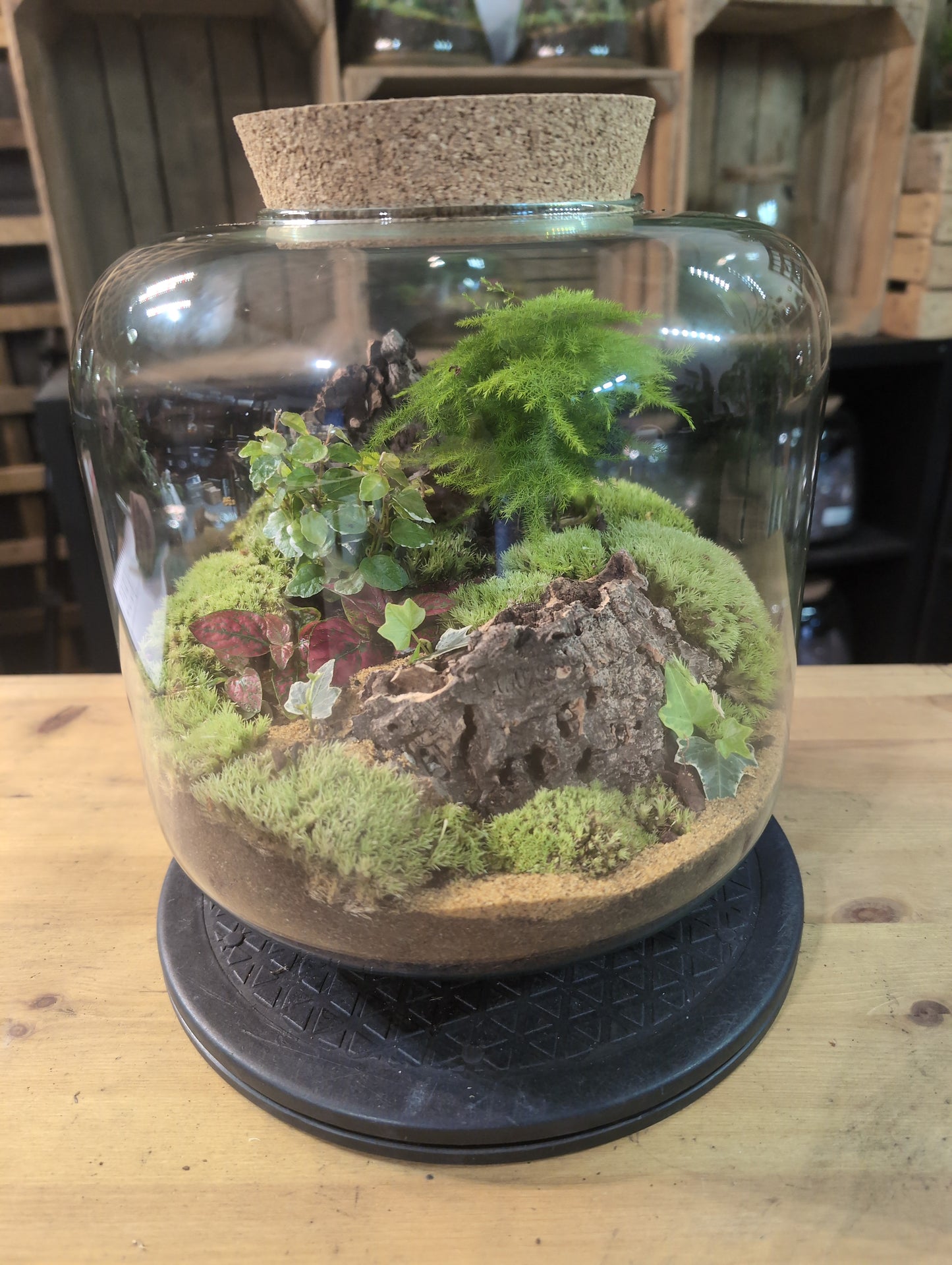 Premade Terrariums