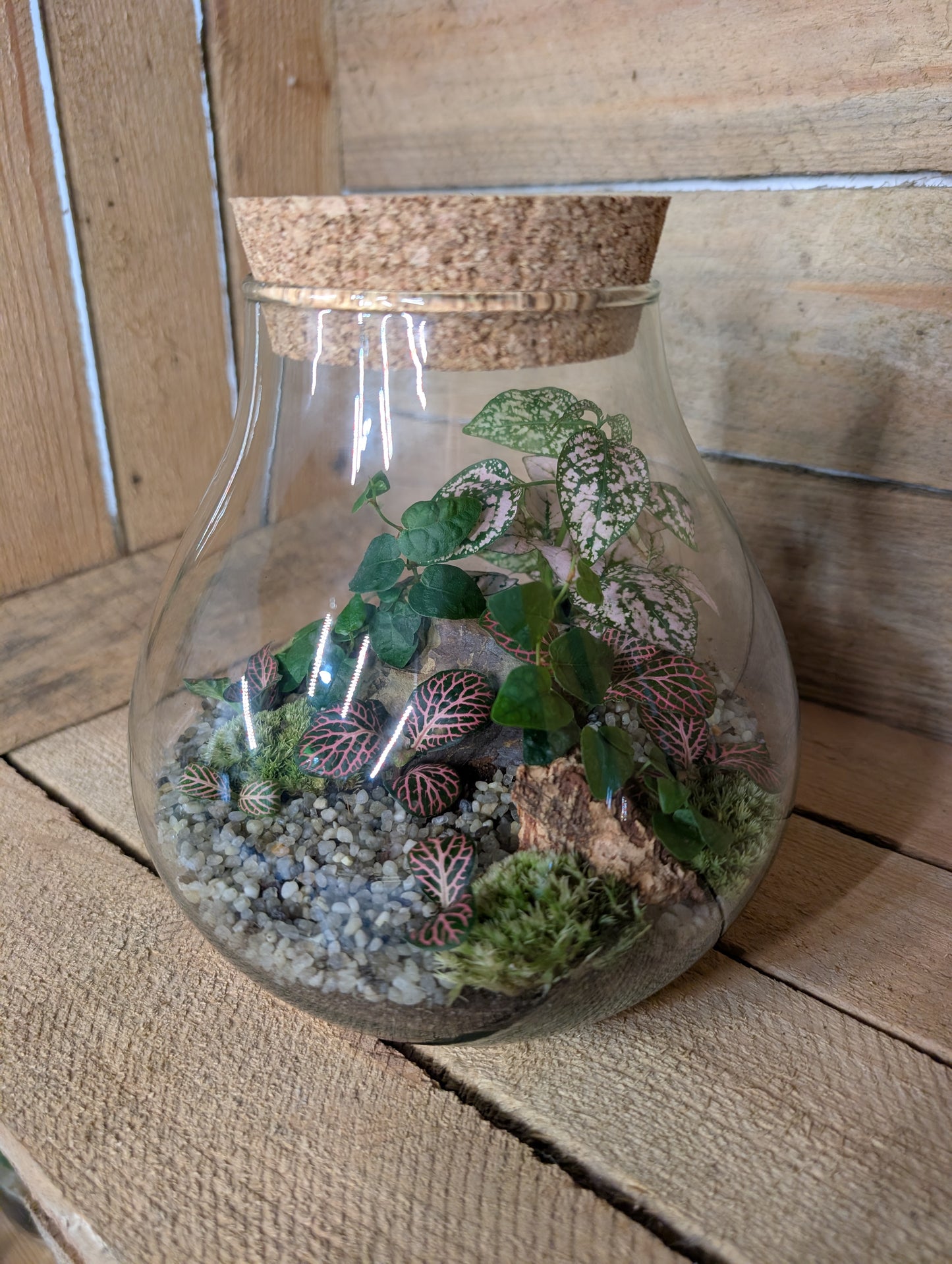 Ready-made Terrarium - 'Fran'