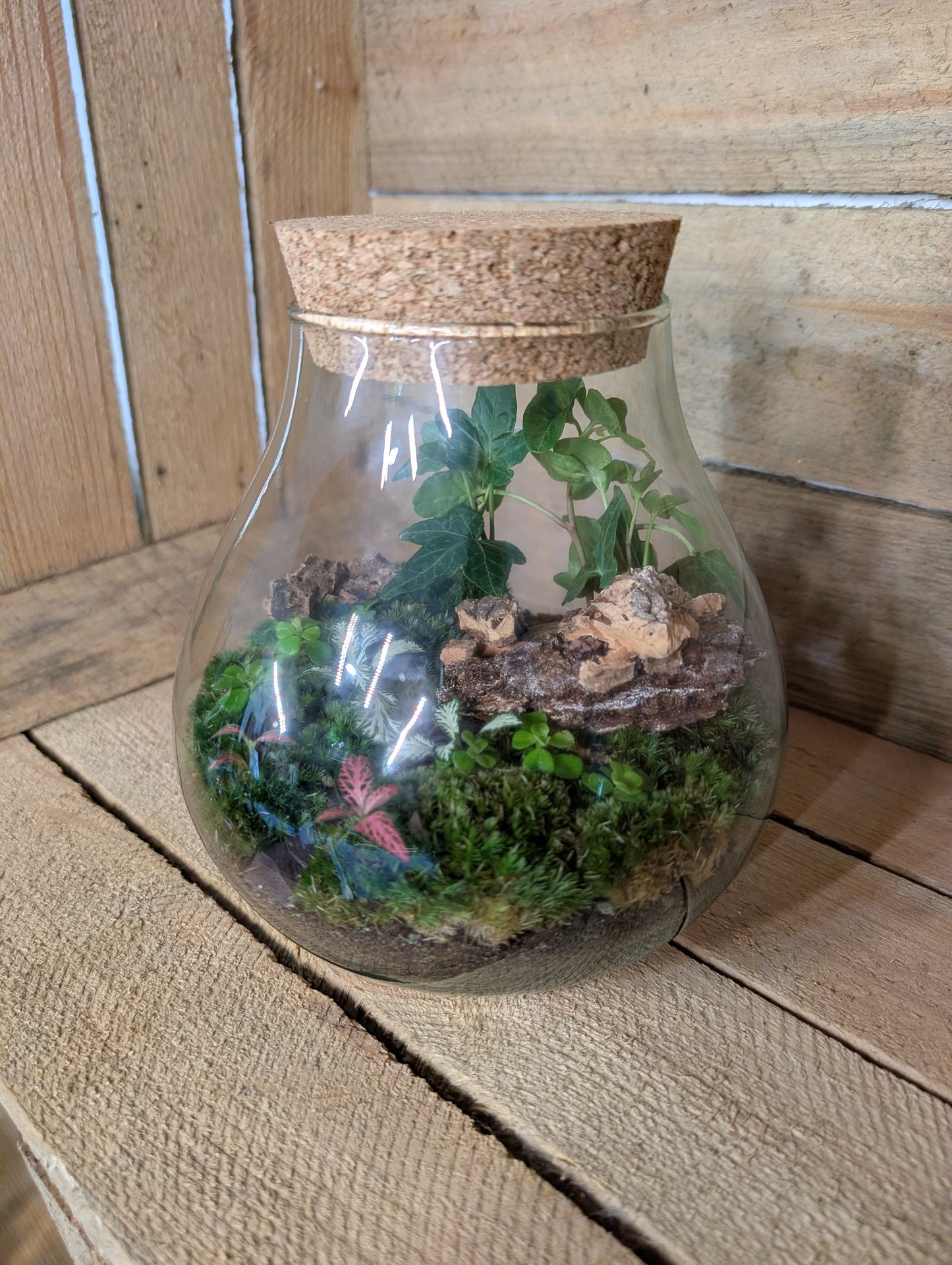 Ready-made Terrarium - 'Fran'