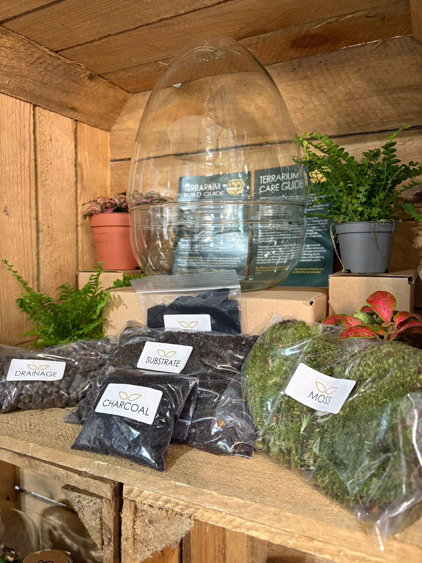 DIY Terrarium Kit - 'Edmond'