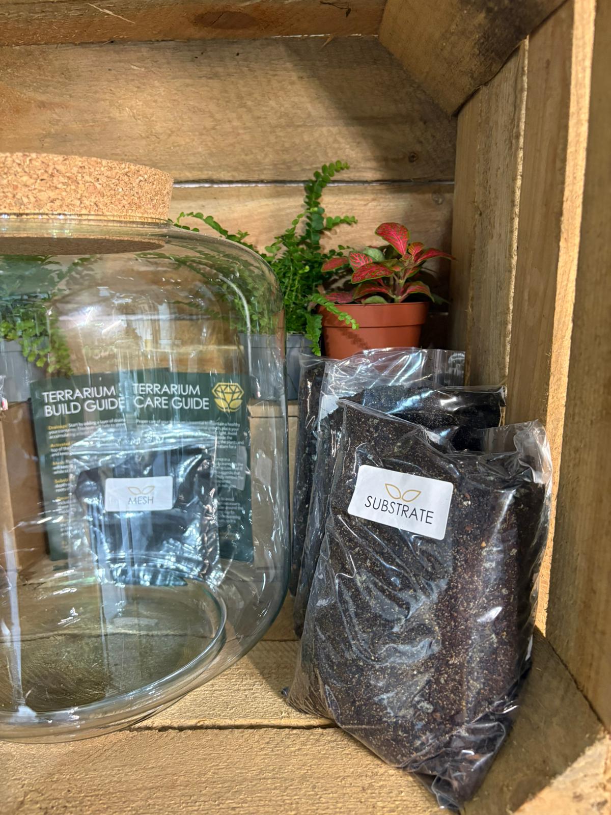 DIY Terrarium Kit - 'Meg'