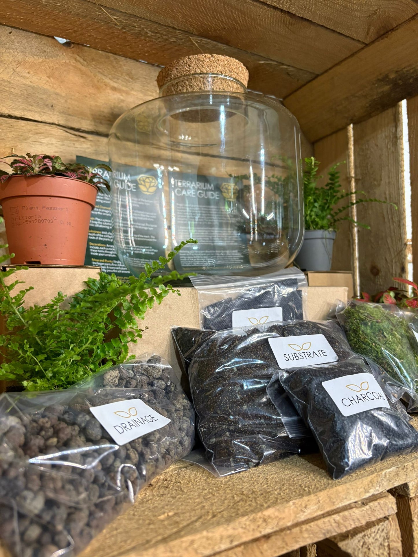 DIY Terrarium Kit - 'Jimmy'