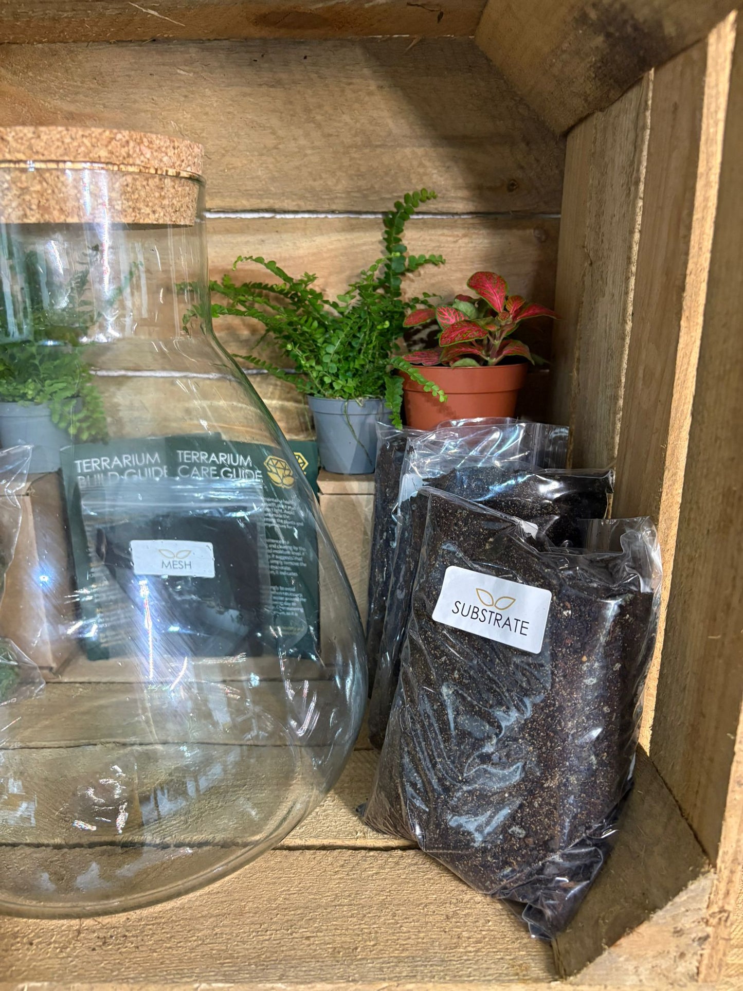 DIY Terrarium Kit - 'Bruce'