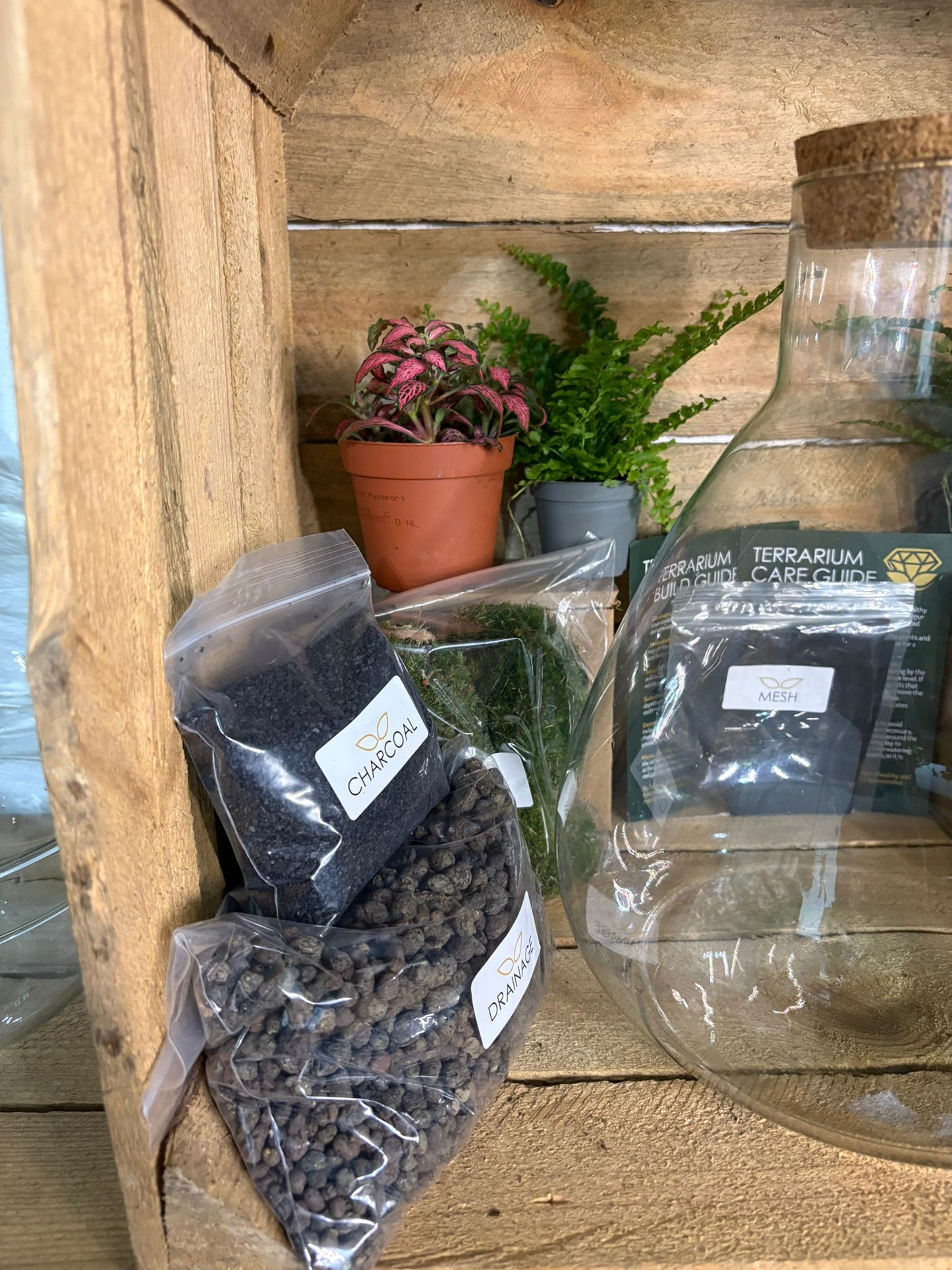 DIY Terrarium Kit - 'Bruce'