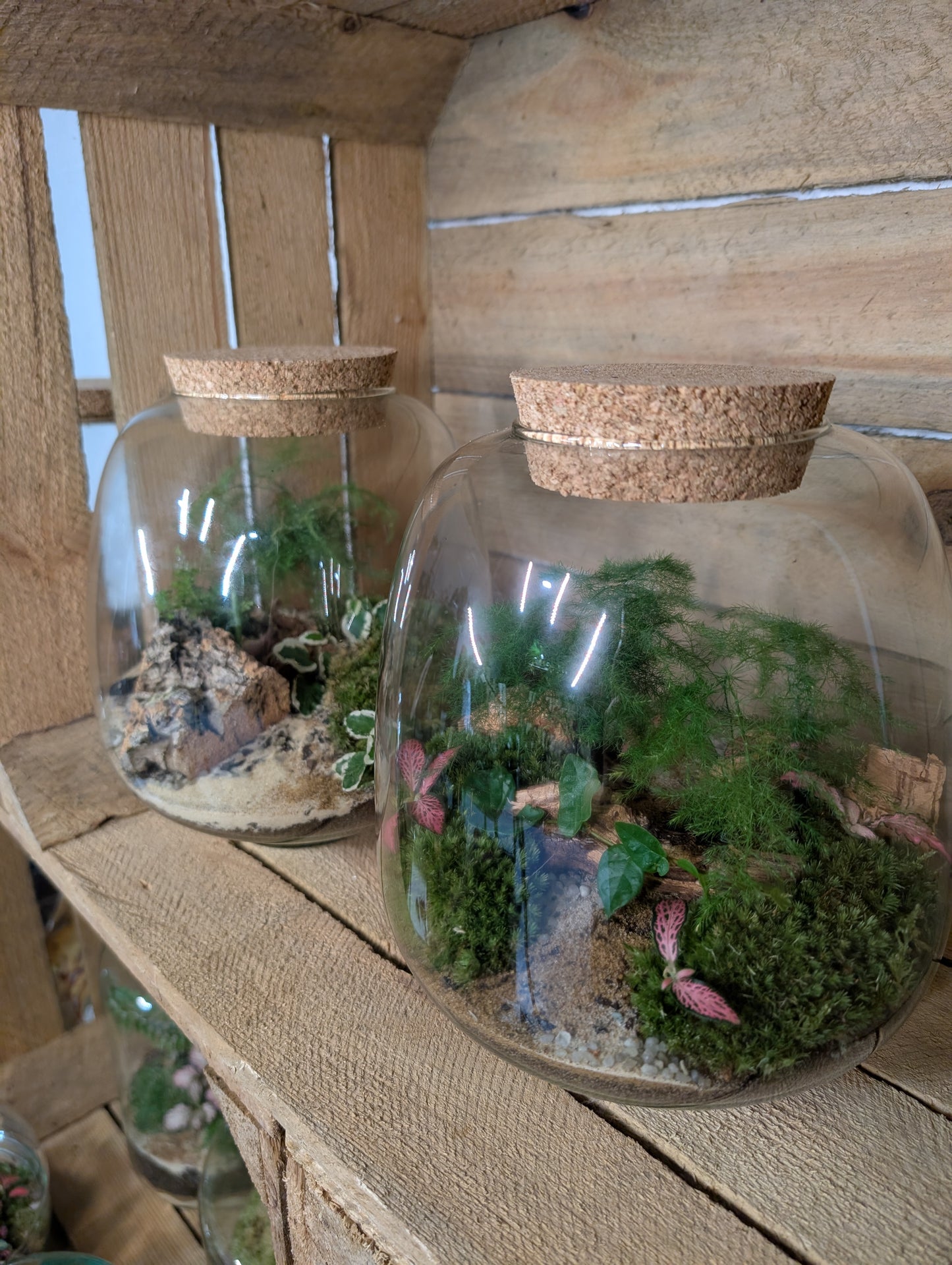 Ready-made Terrarium - 'Archer'