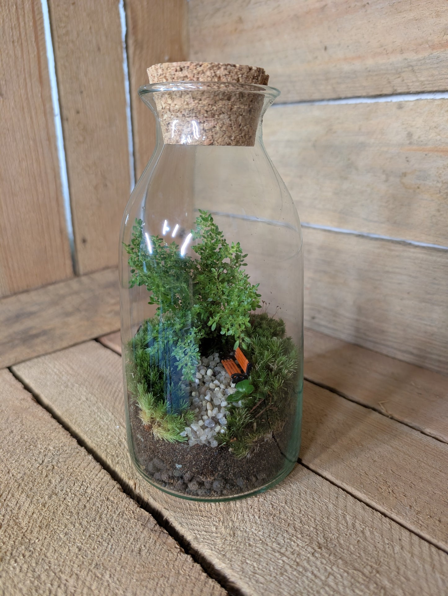 Ready-made Terrarium - 'Aaron'