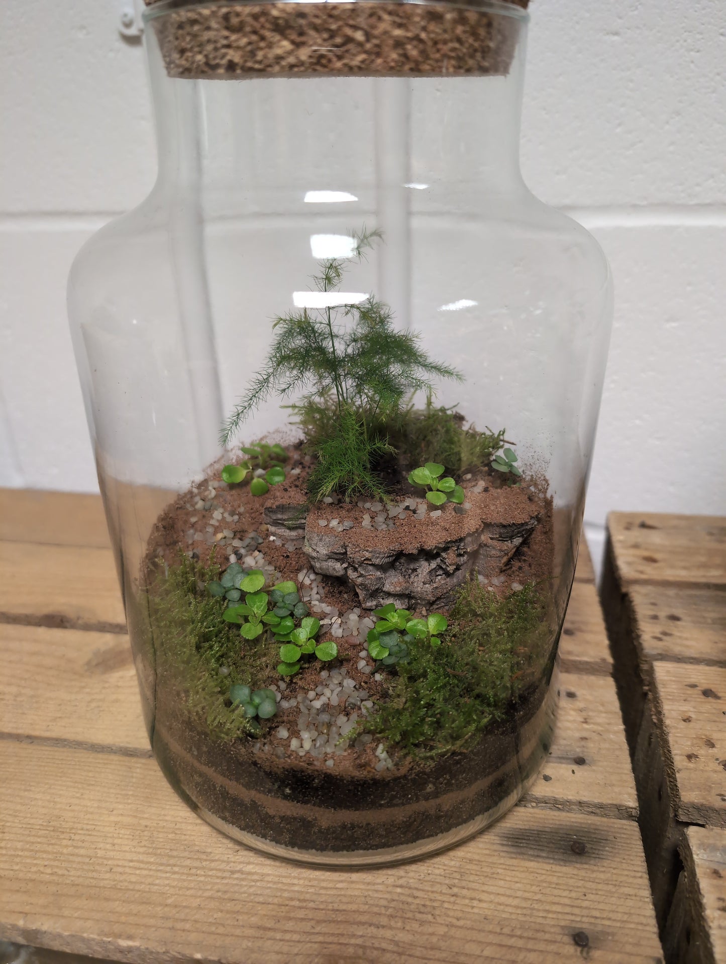 Large Ready-made Terrarium - 'Cyril'