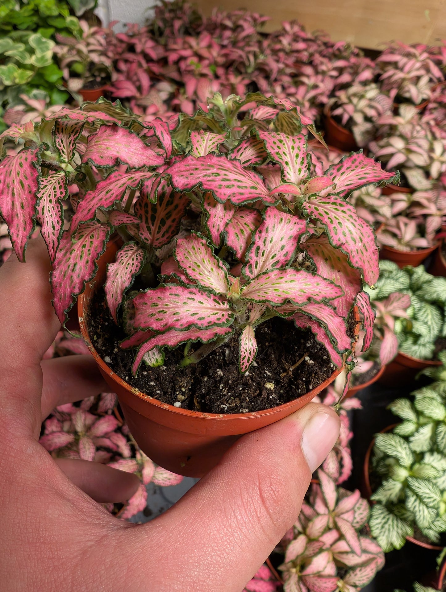 Pink Fittonia