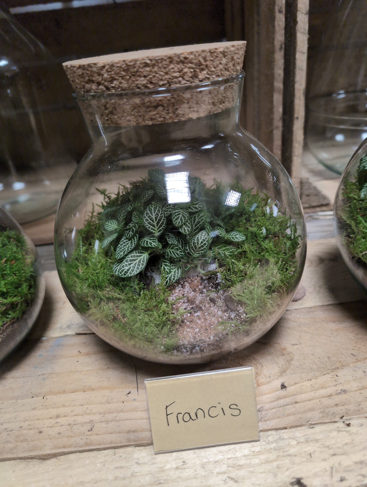 Medium Ready-made Terrarium - 'Francis'