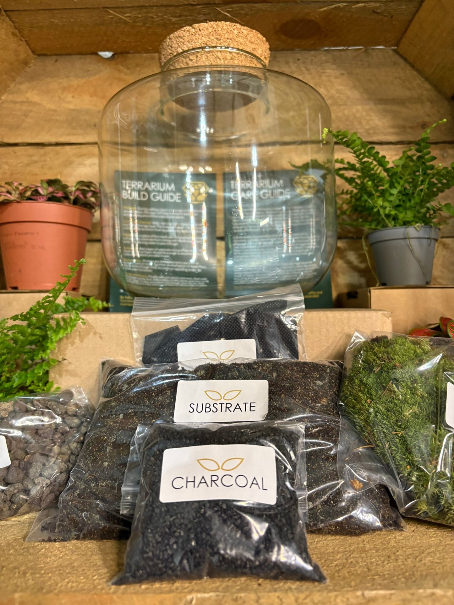 DIY Terrarium Kit - 'Jimmy'