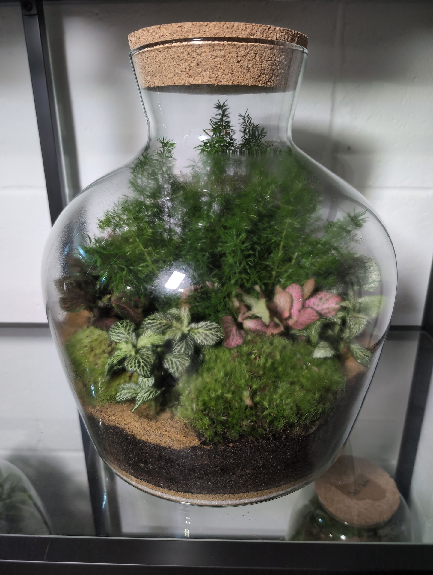 George - Premade Terrarium