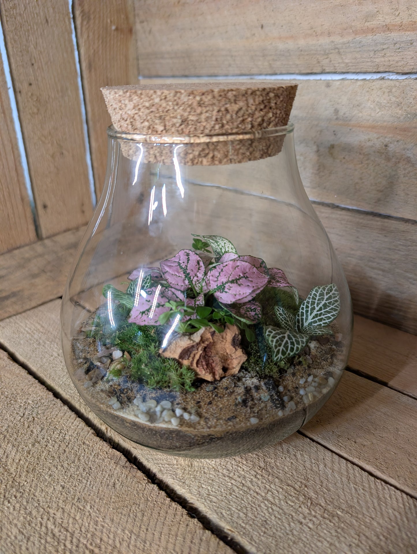 Ready-made Terrarium - 'Fran'