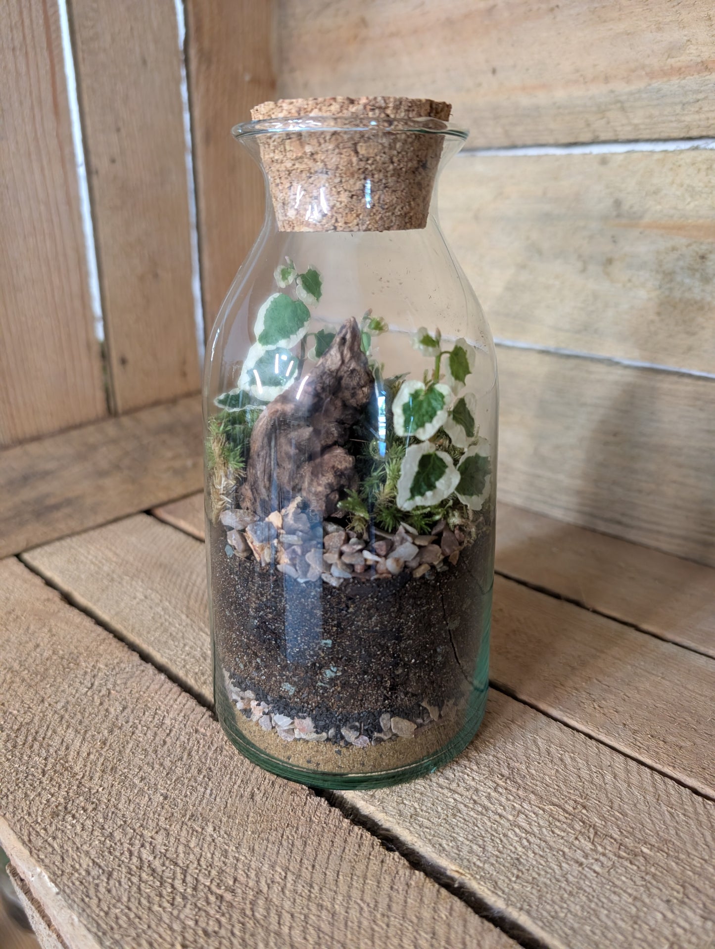 Ready-made Terrarium - 'Aaron'