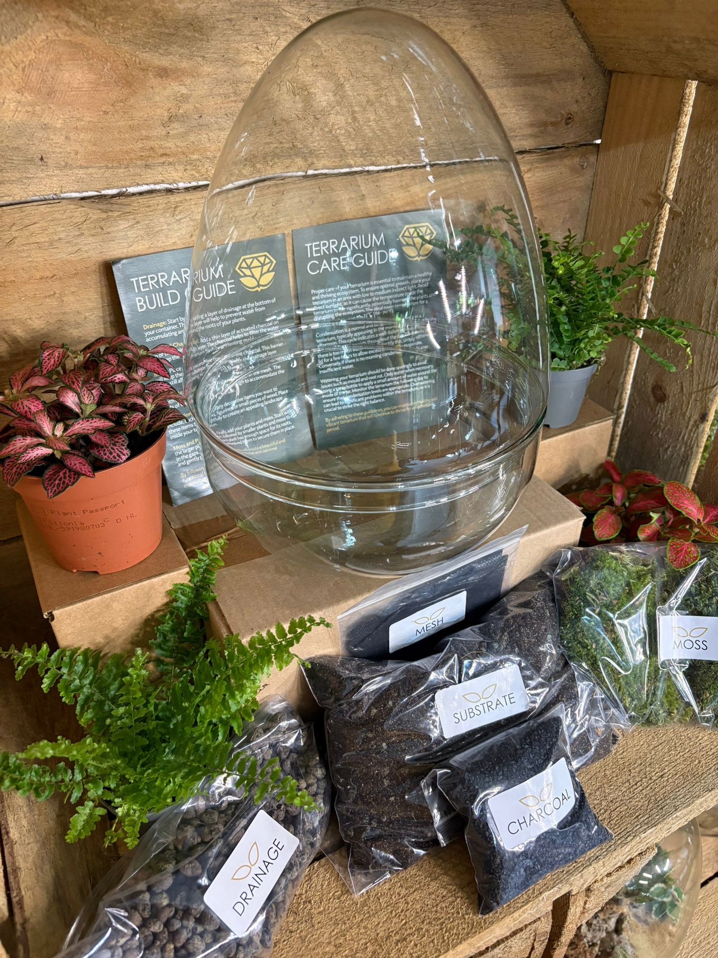 DIY Terrarium Kit - 'Edmond'