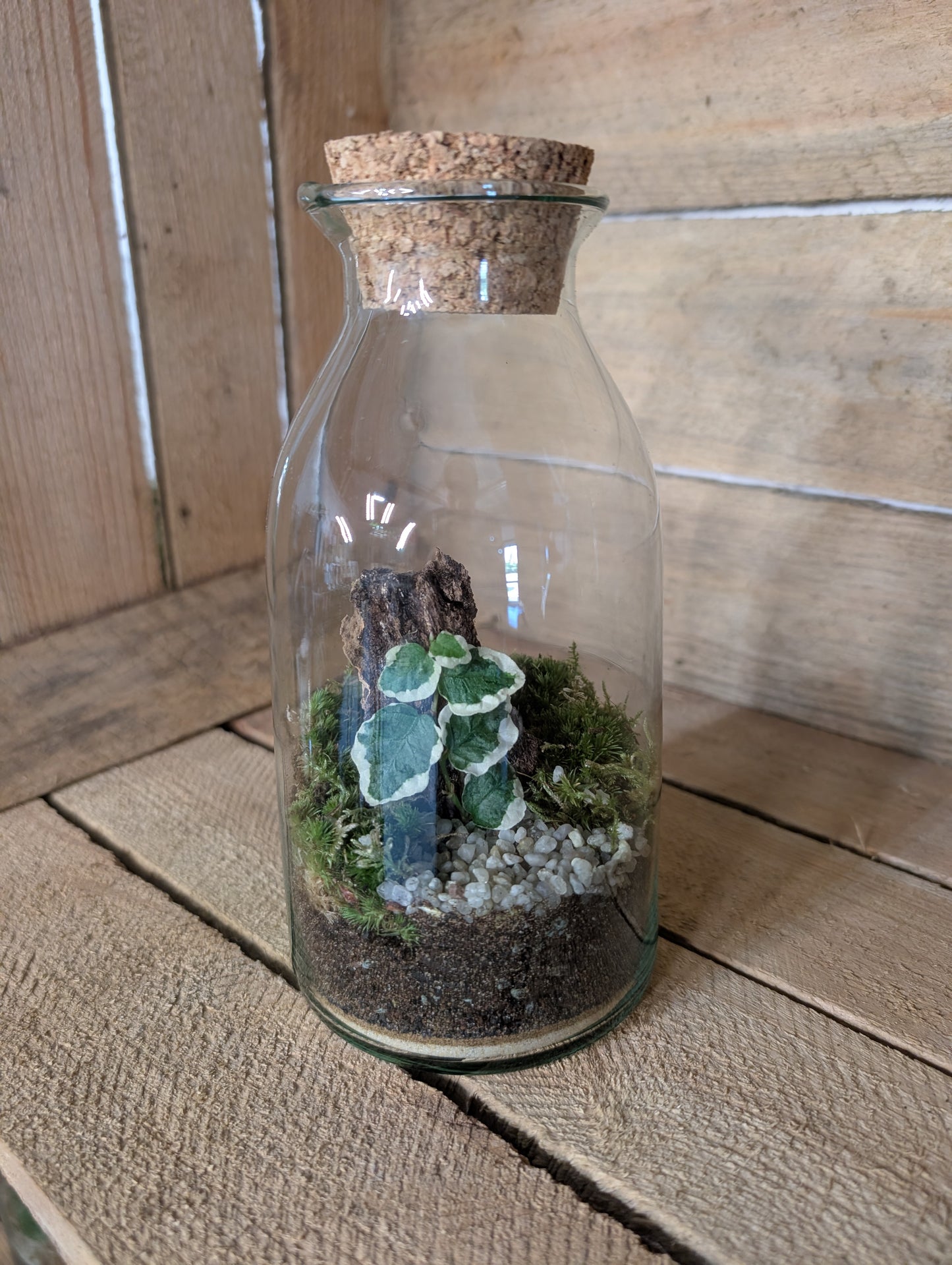 Ready-made Terrarium - 'Aaron'