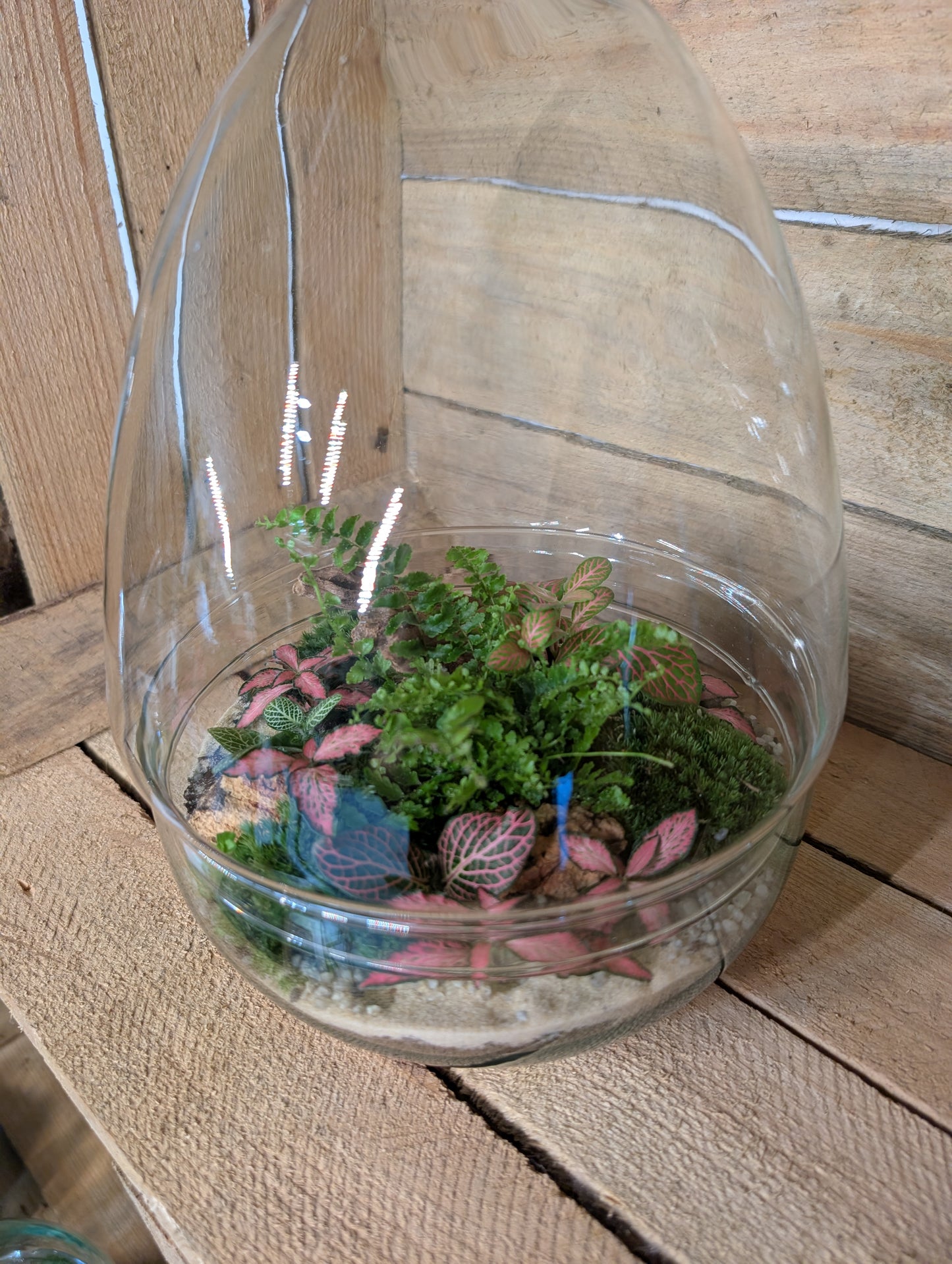 Ready-made Terrarium - 'Edmond'