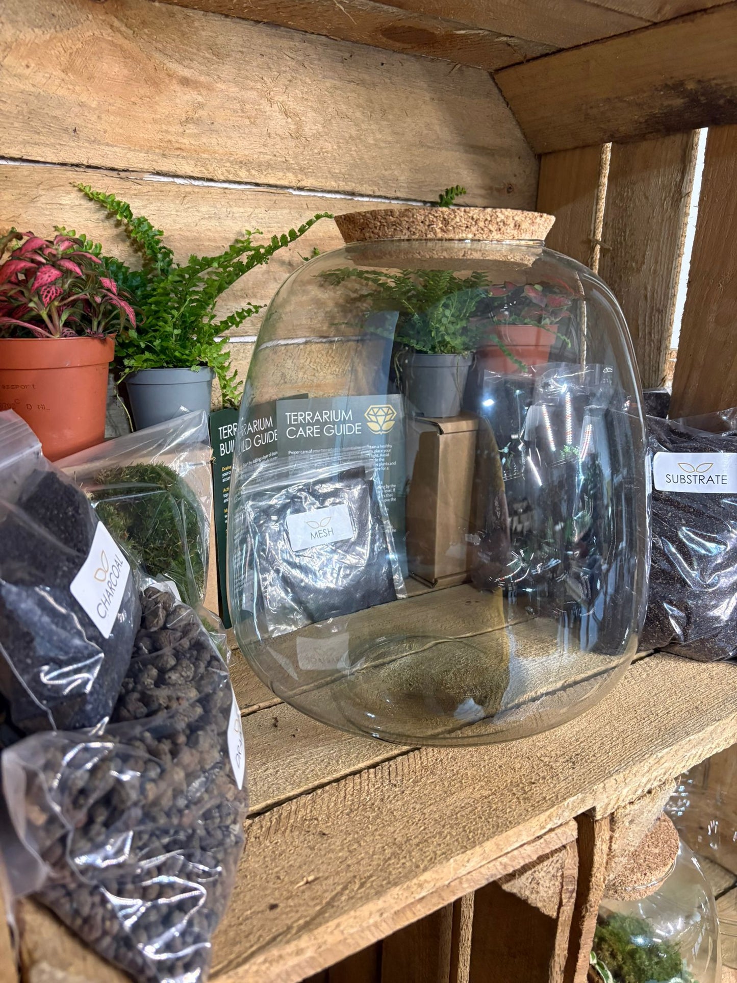 DIY Terrarium Kit - 'Hannah'