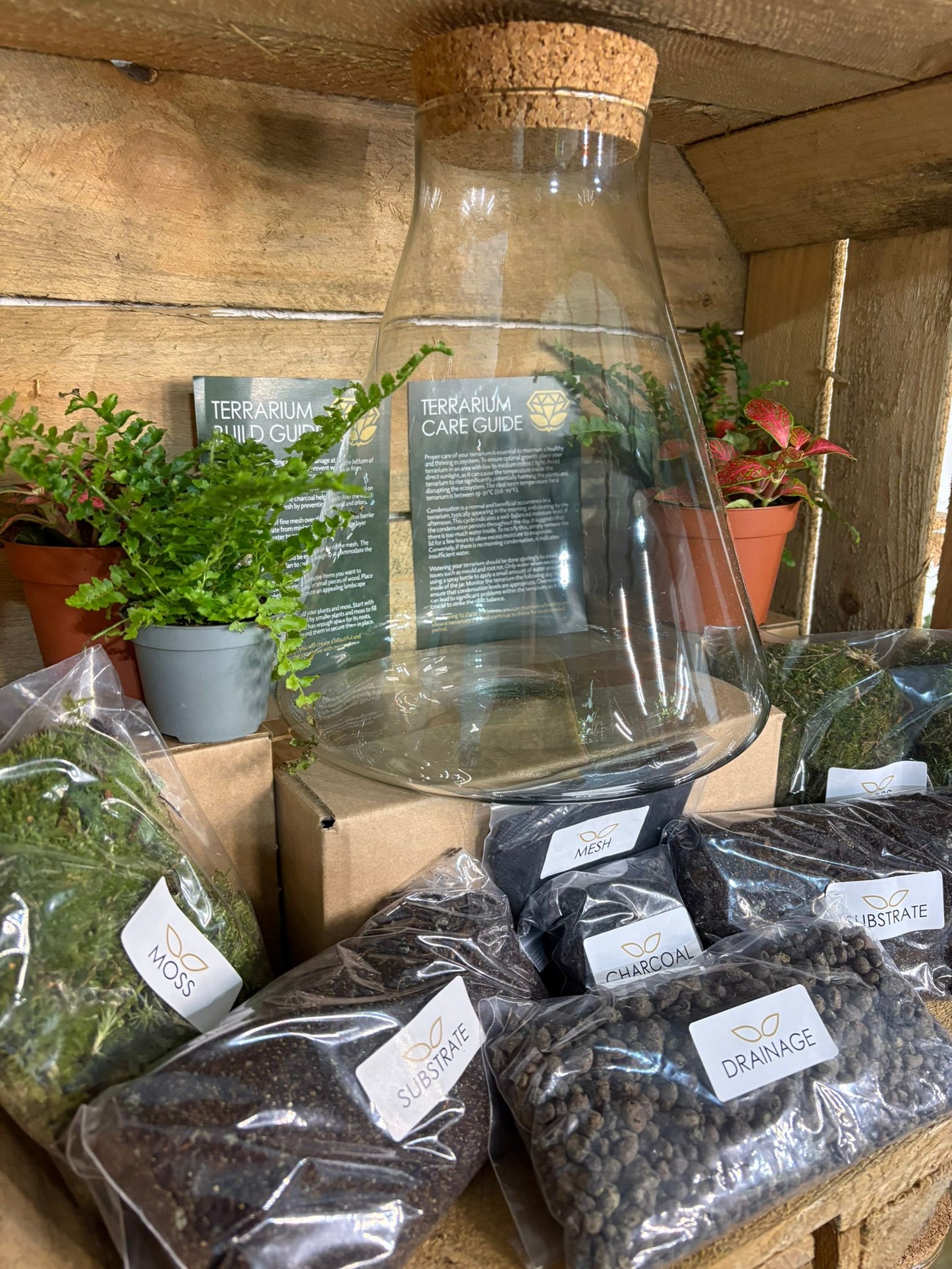 DIY Terrarium Kit - 'Verity'