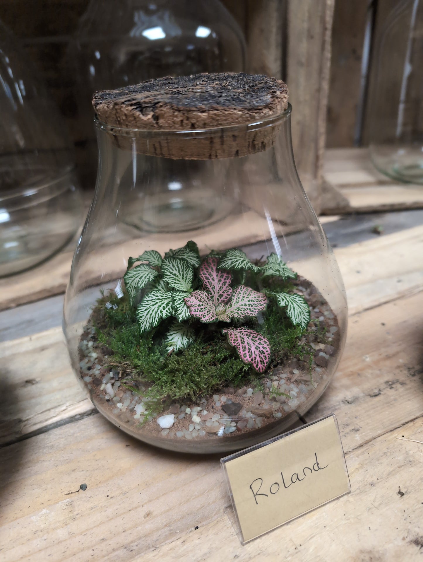 Medium Ready-made Terrarium - 'Roland'