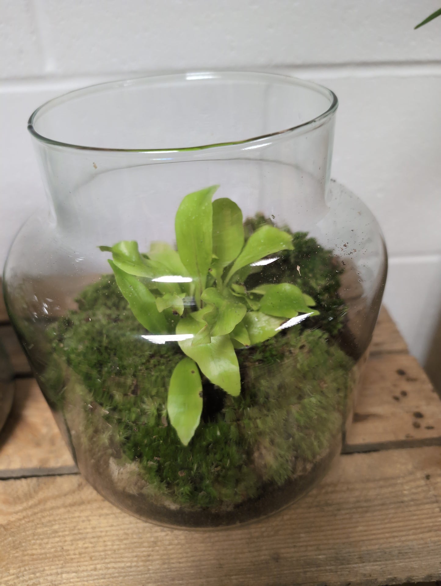 Medium Ready-made Terrarium - 'Doris'