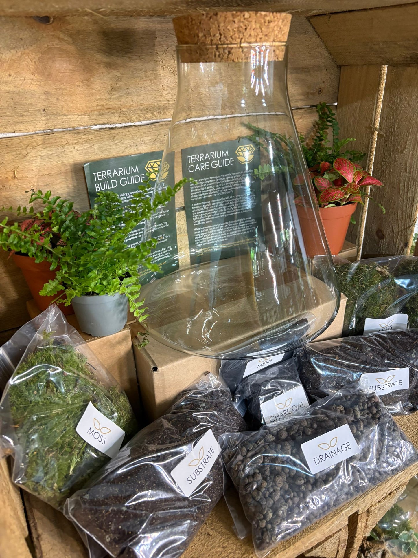 DIY Terrarium Kit - 'Verity'