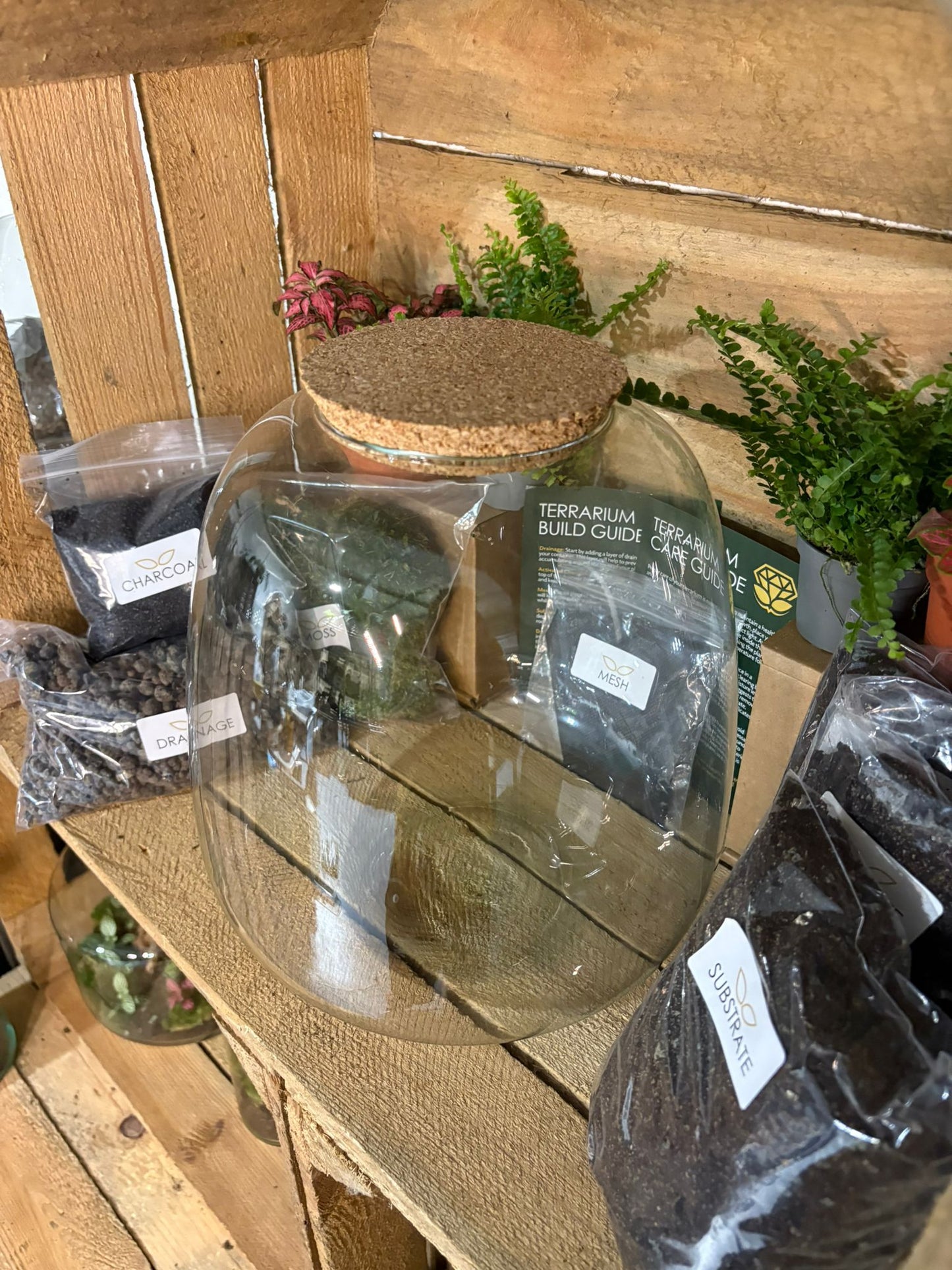 DIY Terrarium Kit - 'Hannah'