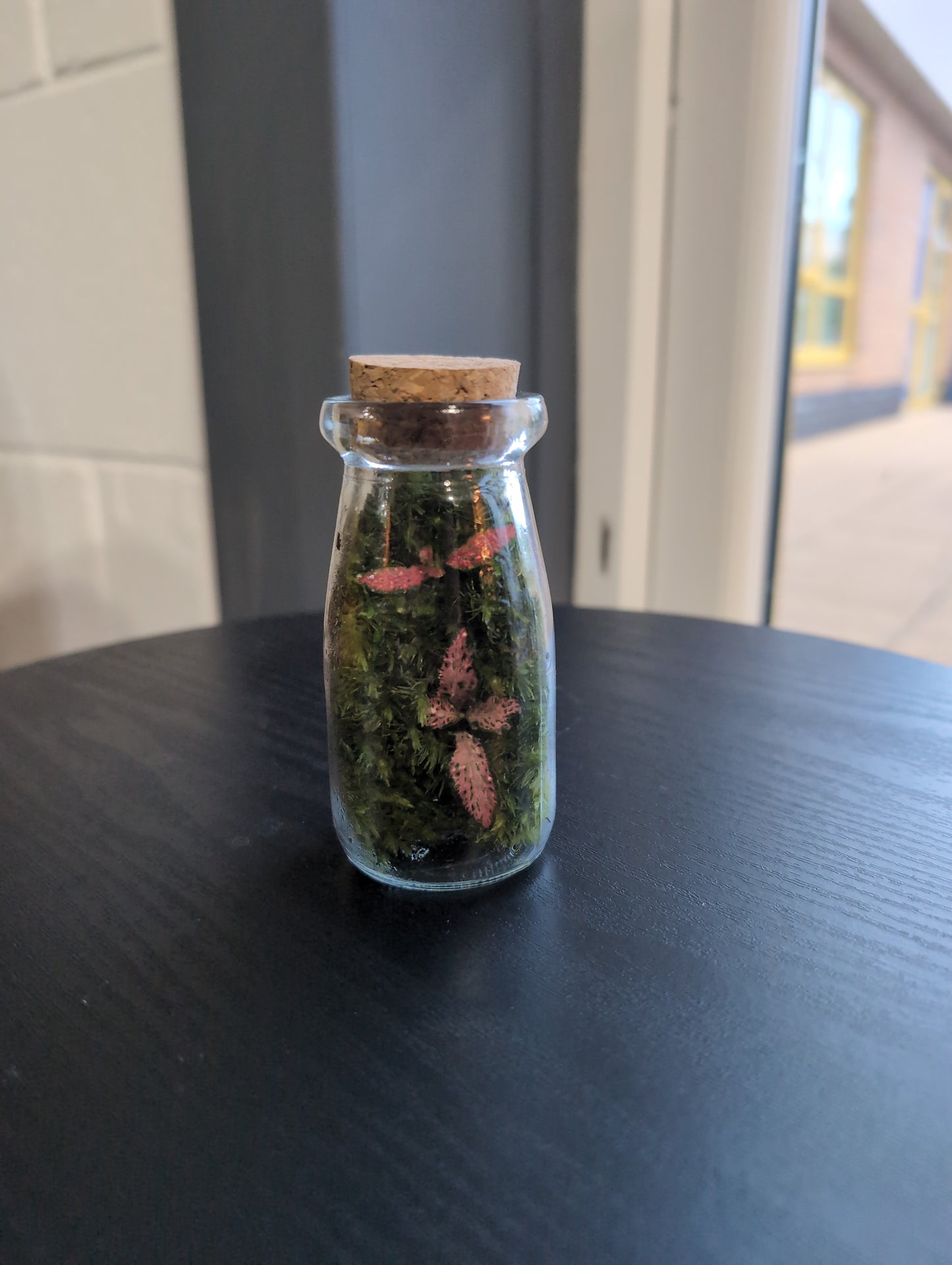 Ready-made Terrarium - Tiny