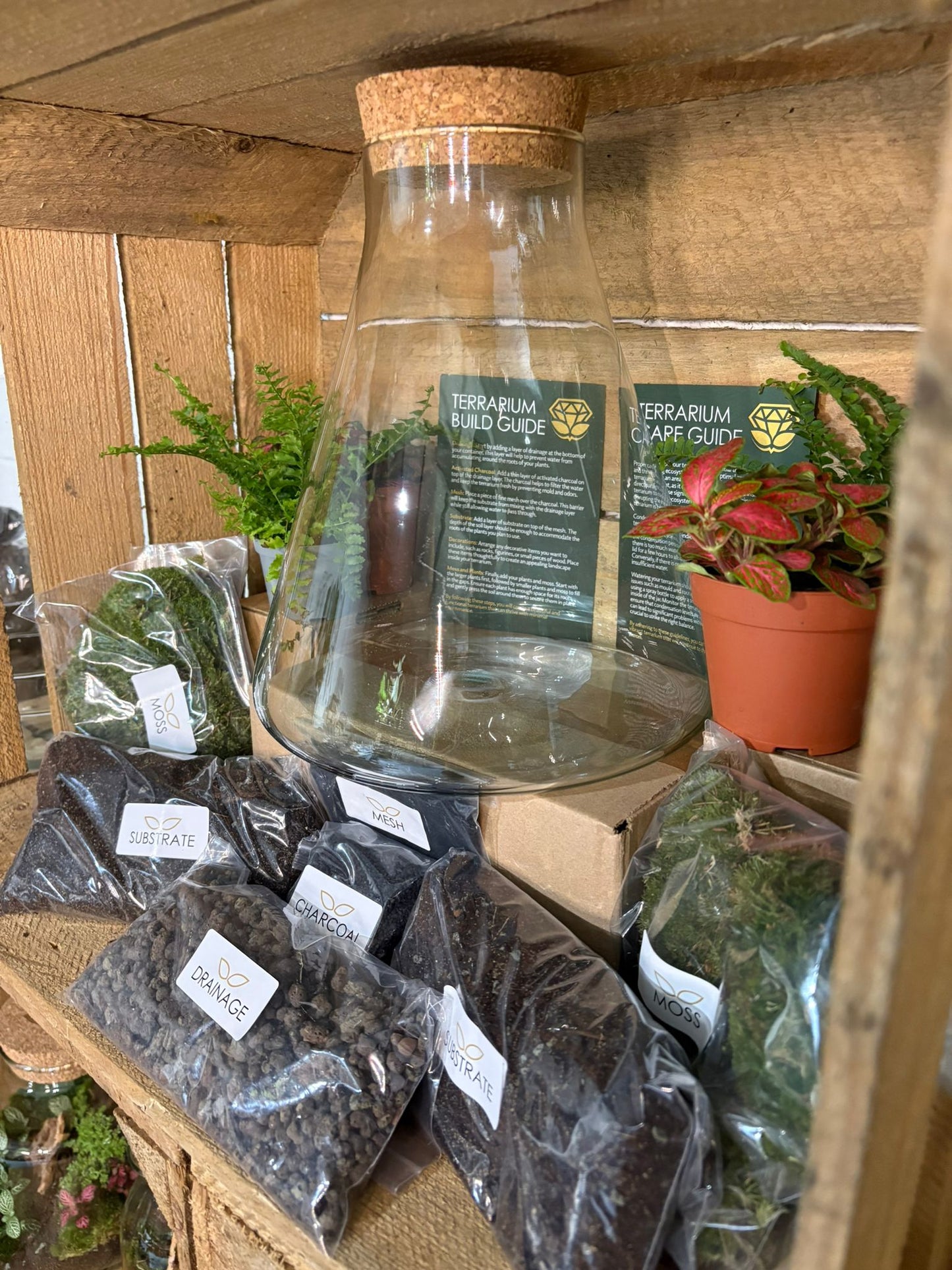 DIY Terrarium Kit - 'Verity'