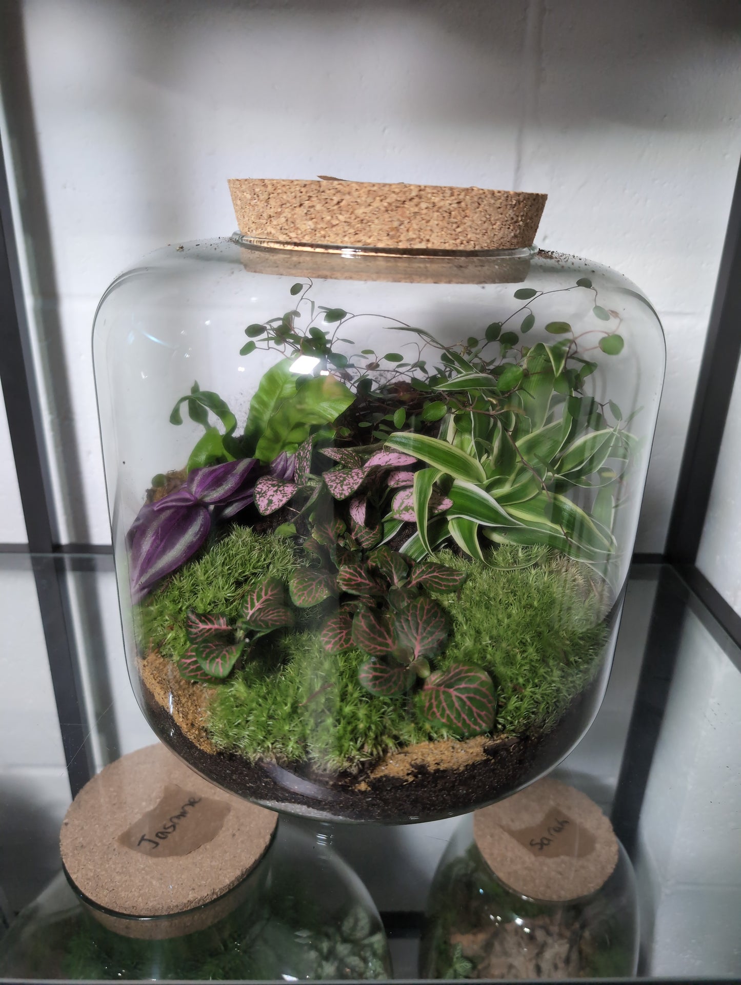 Nathan - Premade Terrarium