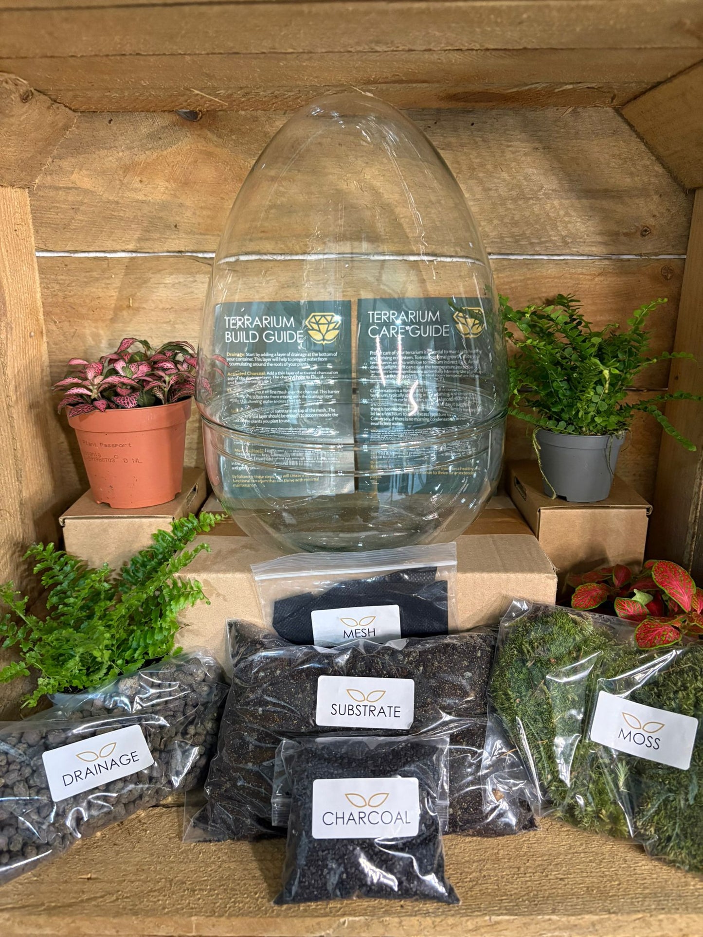 DIY Terrarium Kit - 'Edmond'