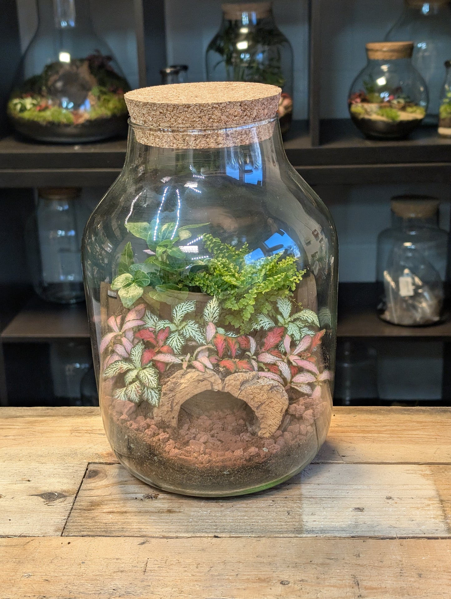 Ready-made Terrarium - 'Sandy'