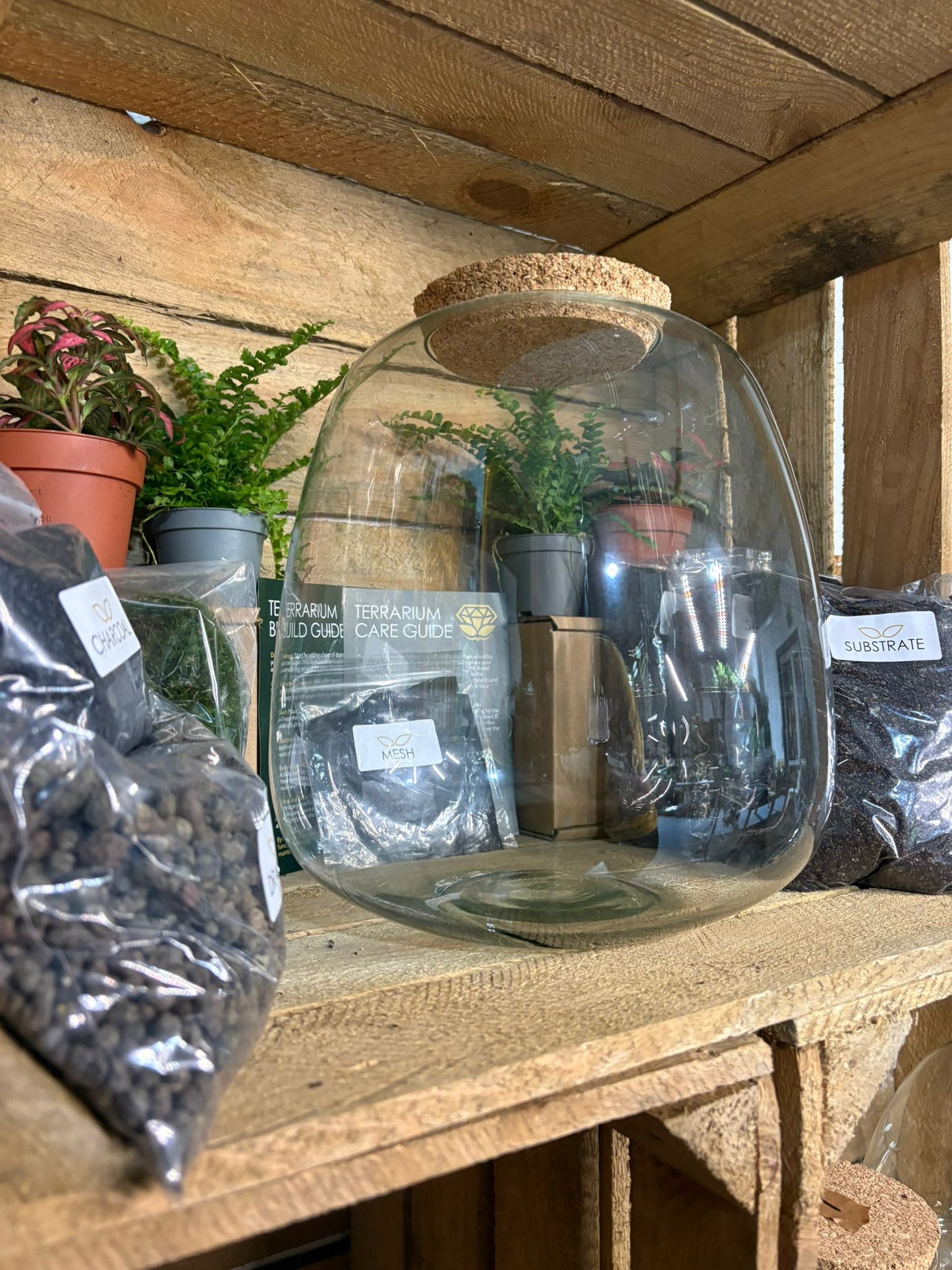 DIY Terrarium Kit - 'Hannah'