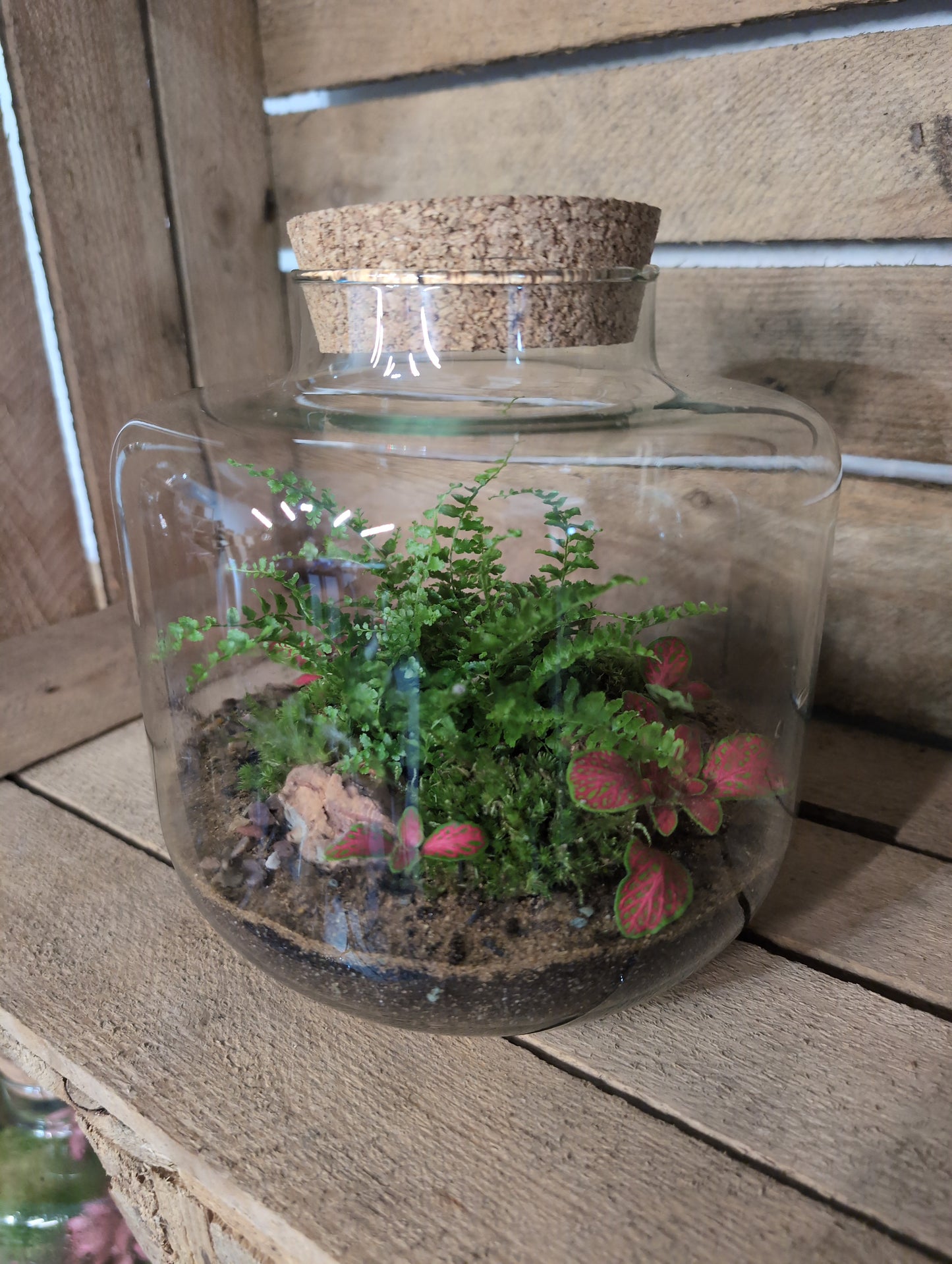 Ready-made Terrarium - 'Jimmy'