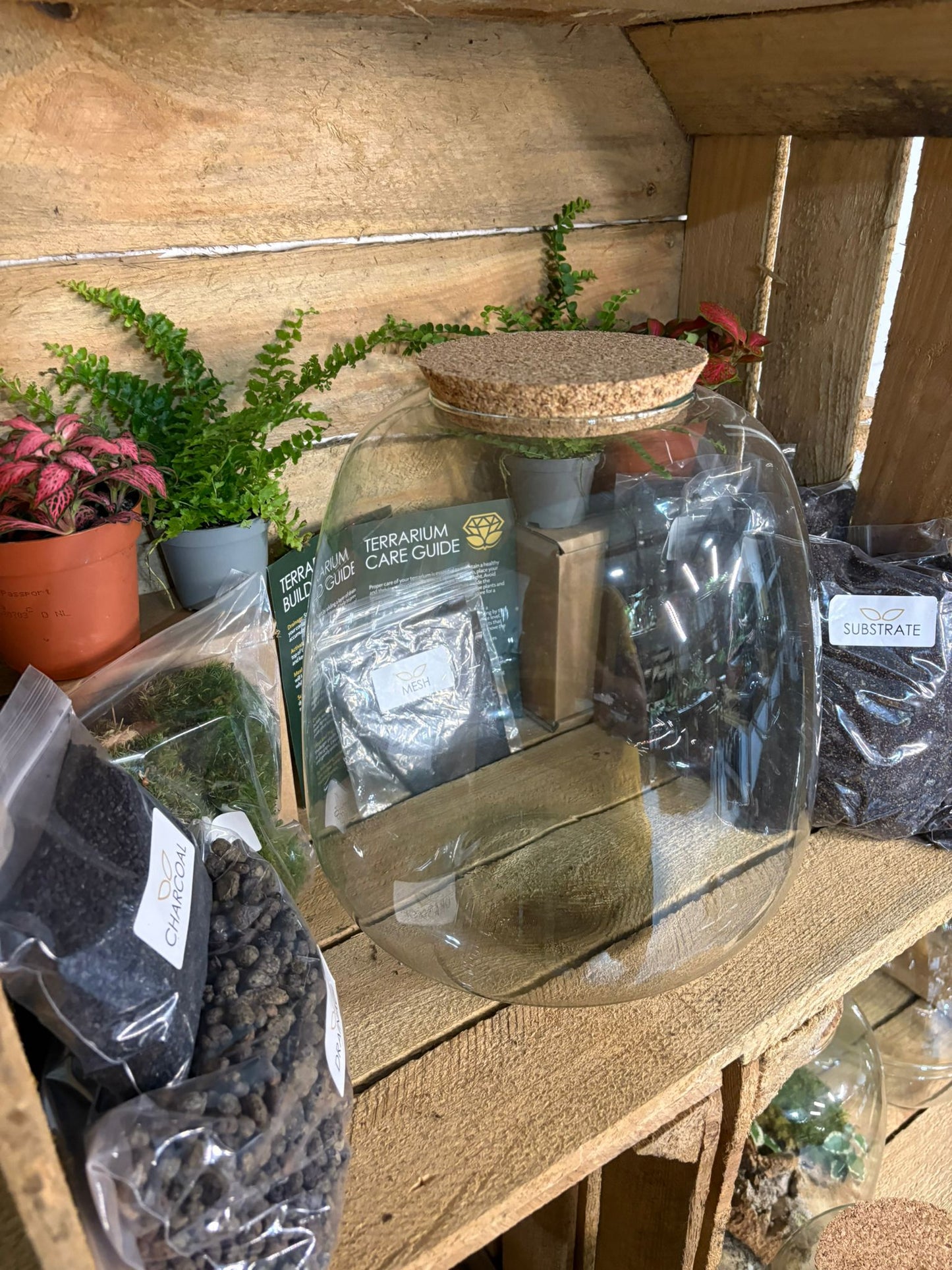 DIY Terrarium Kit - 'Hannah'