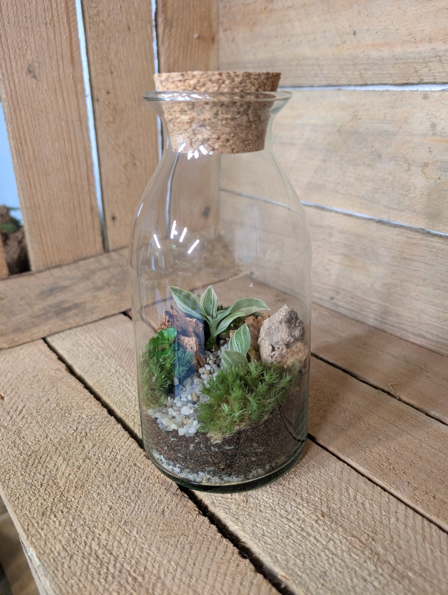Ready-made Terrarium - 'Aaron'