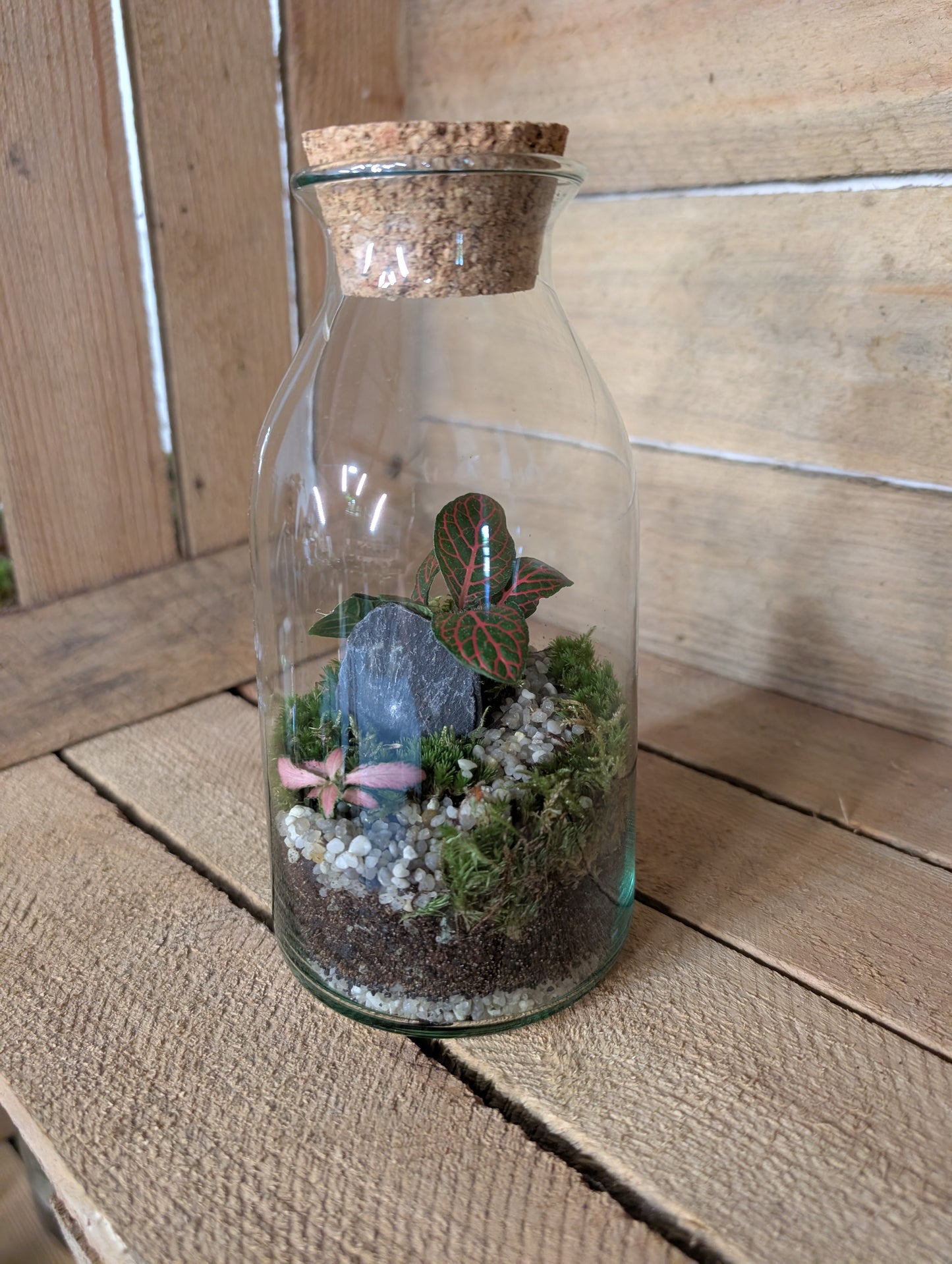 Ready-made Terrarium - 'Aaron'
