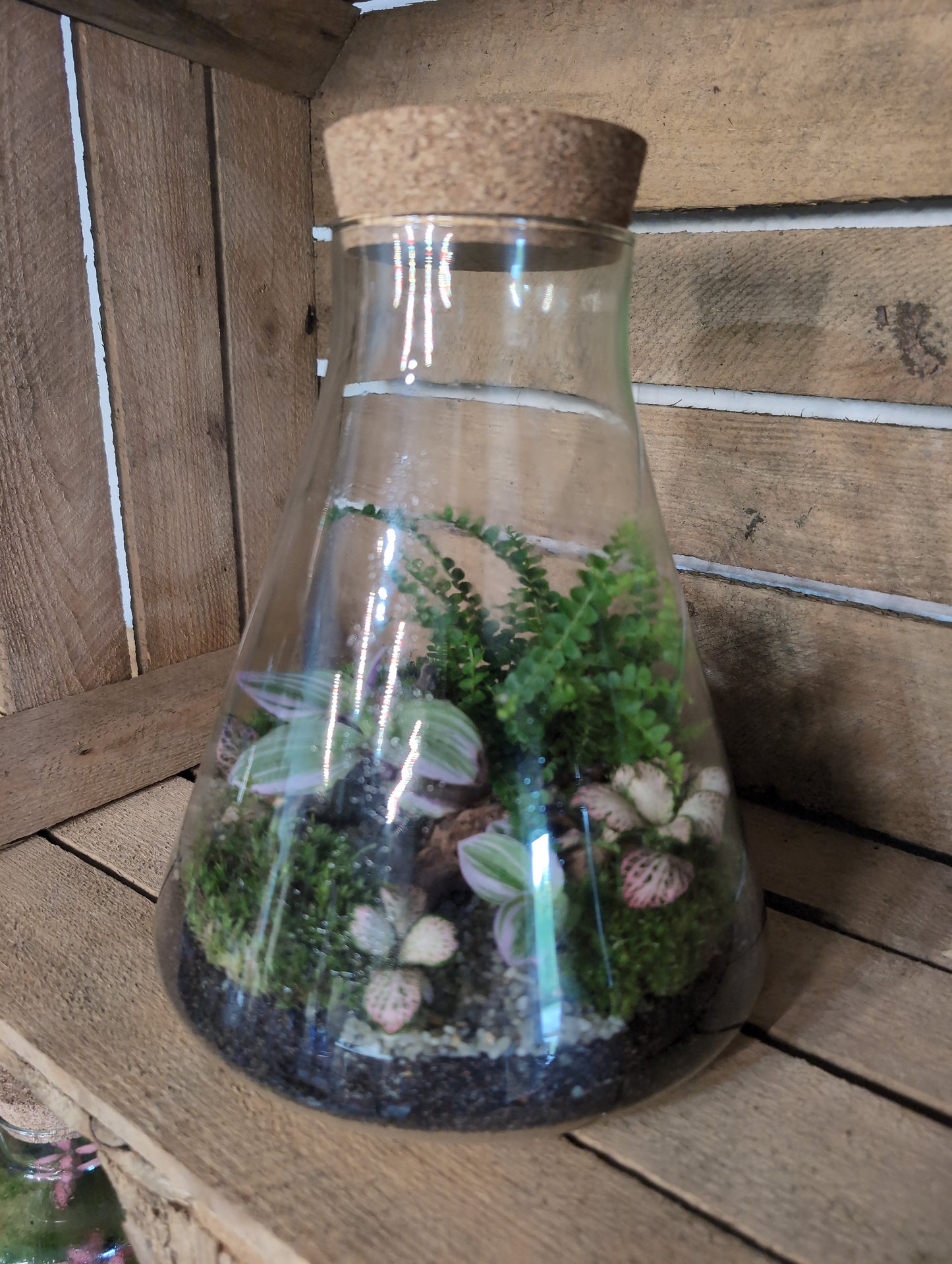 Ready-made Terrarium - 'Verity'