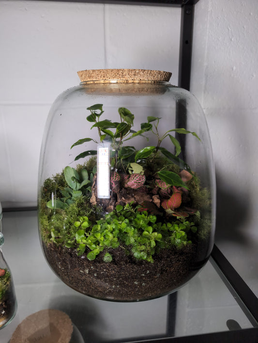 Hayley - Premade Terrarium