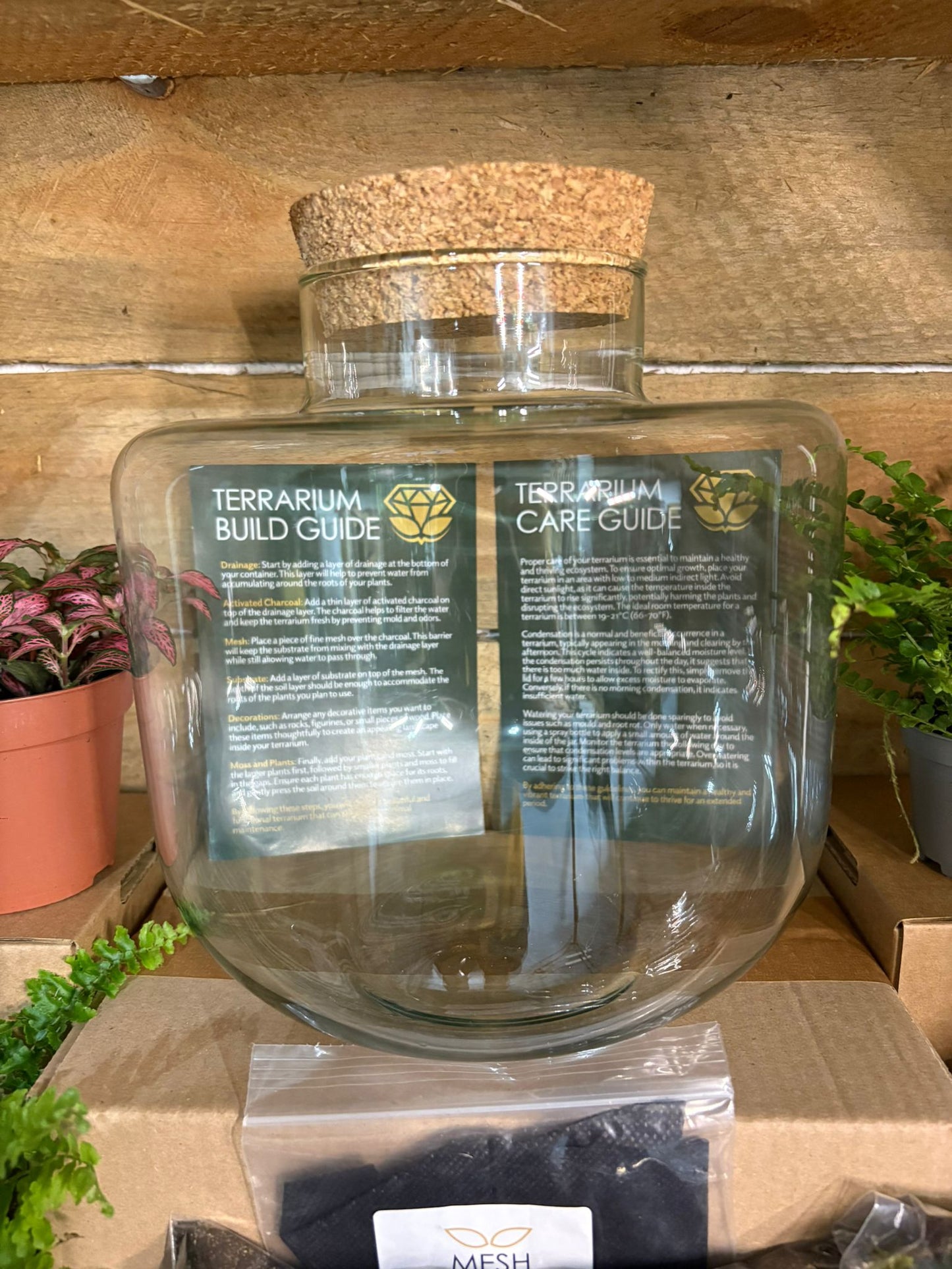 DIY Terrarium Kit - 'Jimmy'